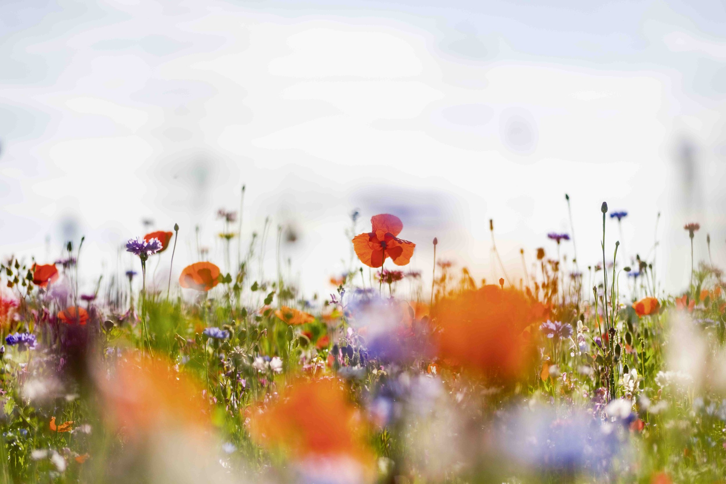 Bunter Frühlingsblumen im Vordergrund, blauer Himmel im Hintergrund.