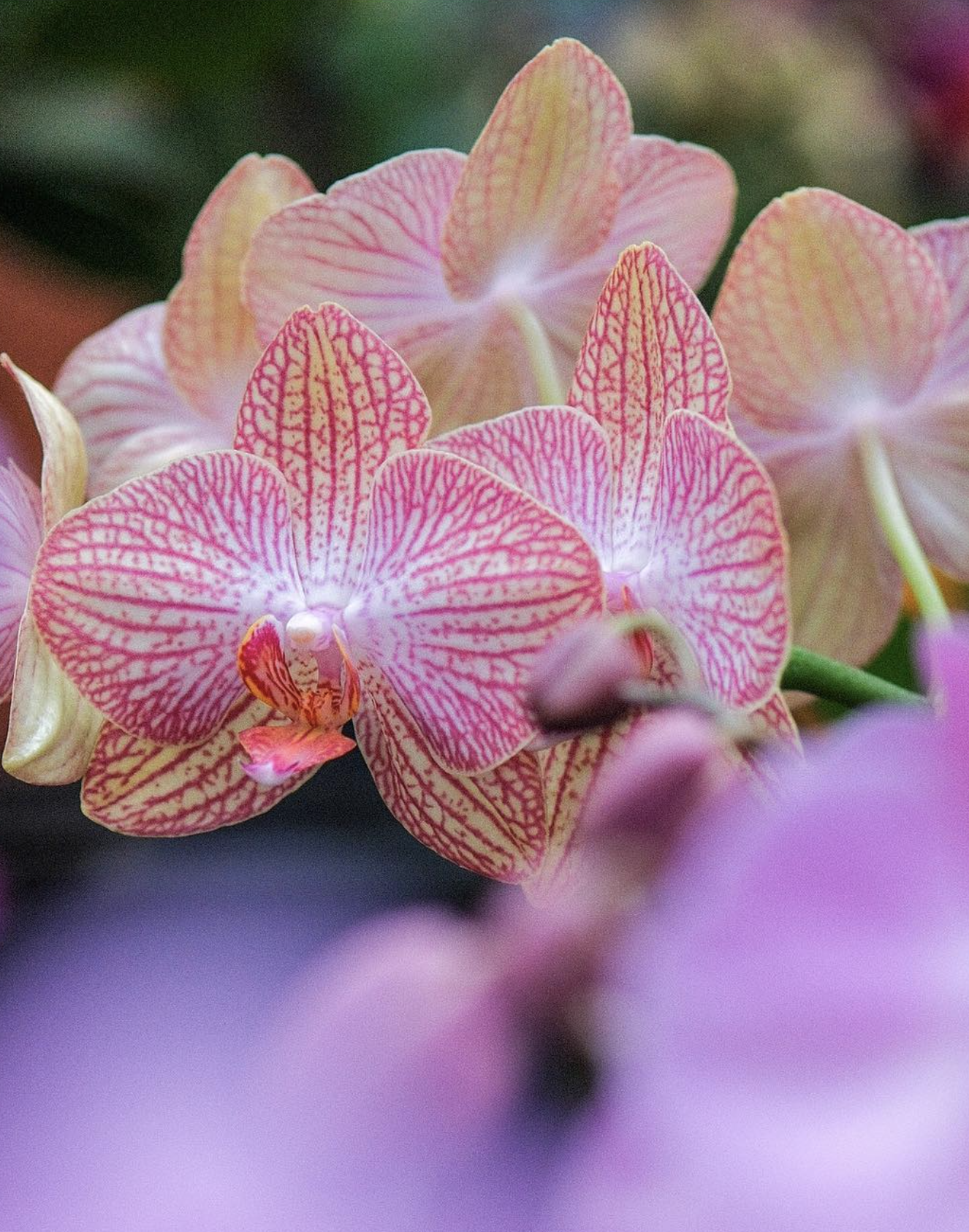 Nahaufnahme von pinken Orchideen mit gepunkteten Blütenblättern vor unscharfem Hintergrund.
