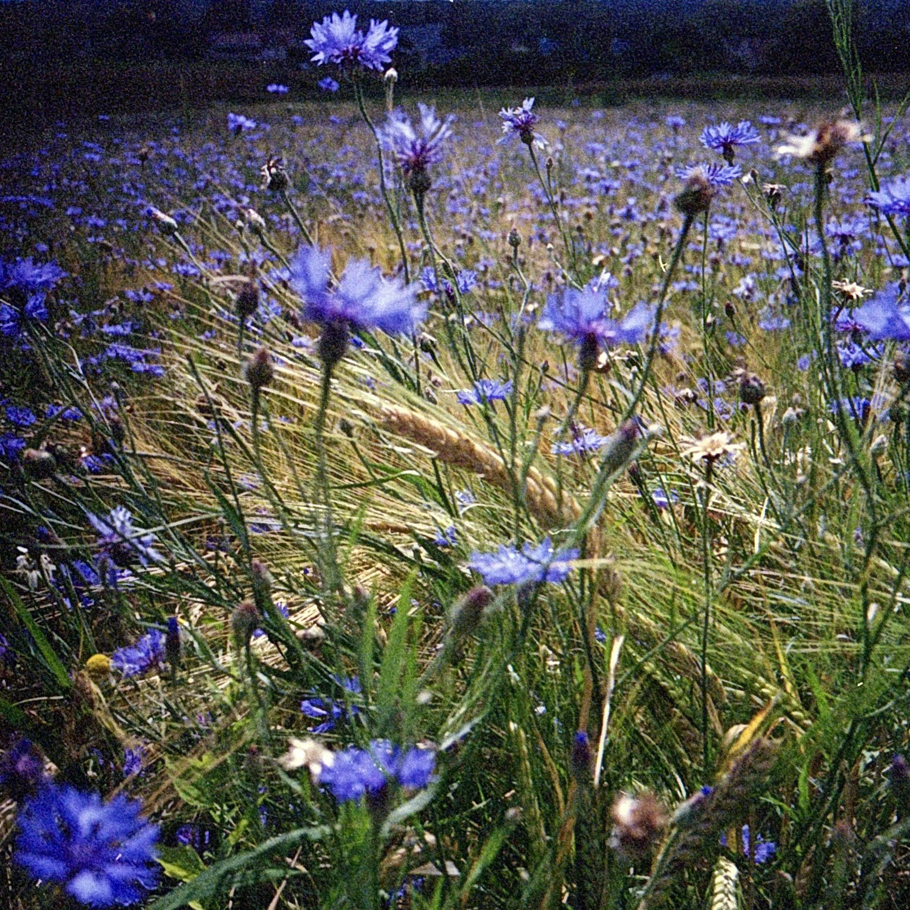 Brennende Blumen am Rande eines Feldes bei Nacht mit Flammen und Glut zwischen blauen Blumen.