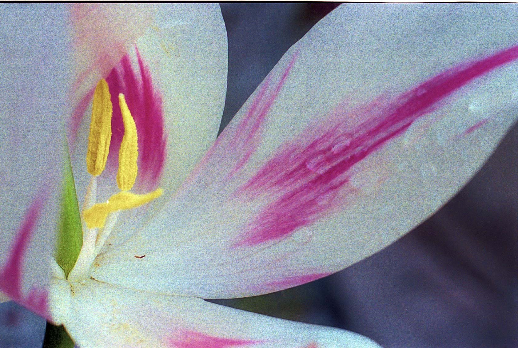 Nahaufnahme einer weißen Blüte mit pinken Streifen, gelben Staubblättern und grünen Staubfäden.