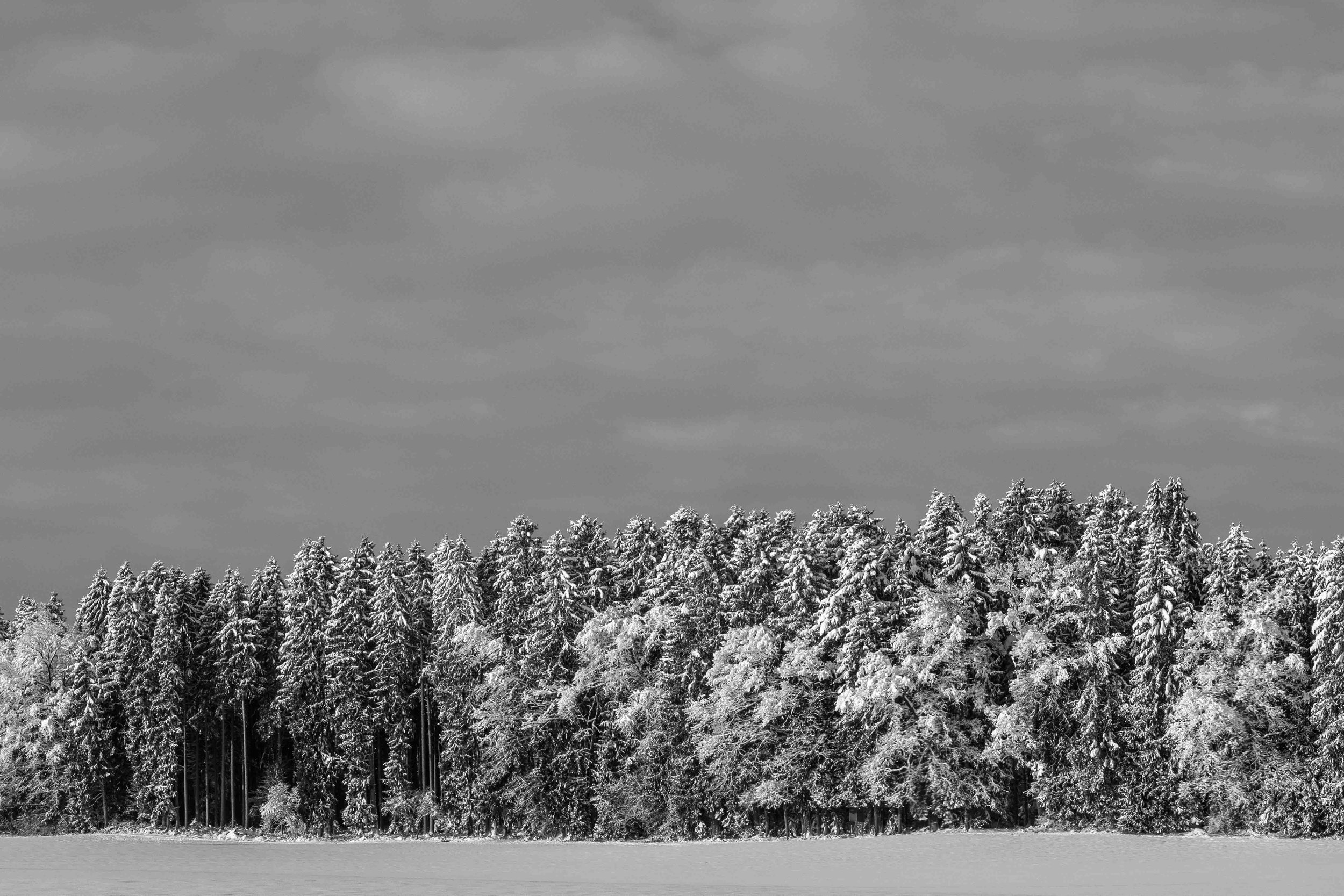 Schneebedeckter Wald unter grauem Wolkenhimmel