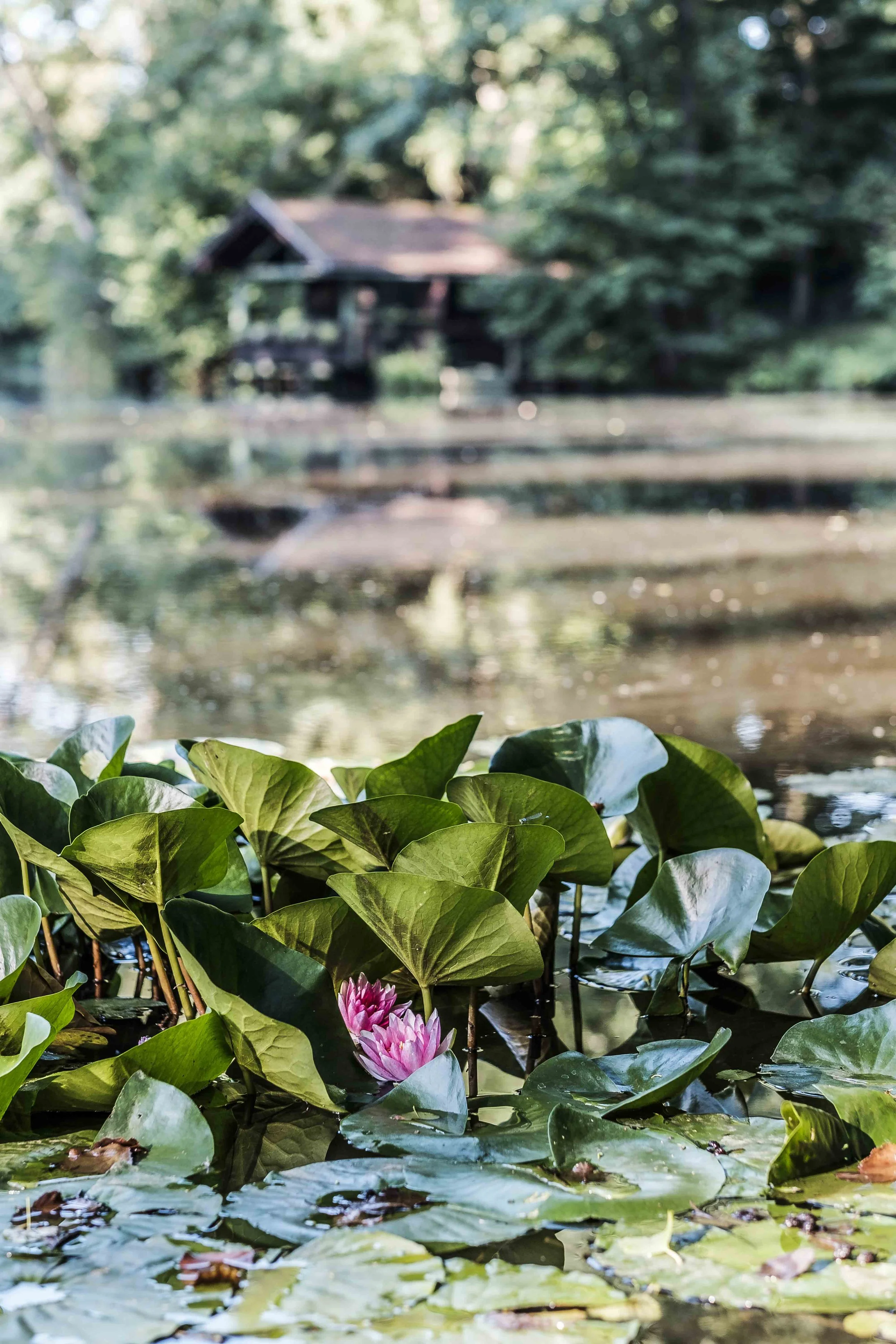 Blick auf einen Teich mit schwimmenden Seerosen und grünen Blättern im Vordergrund, im Hintergrund eine kleine Holzhütte umgeben von Bäumen.