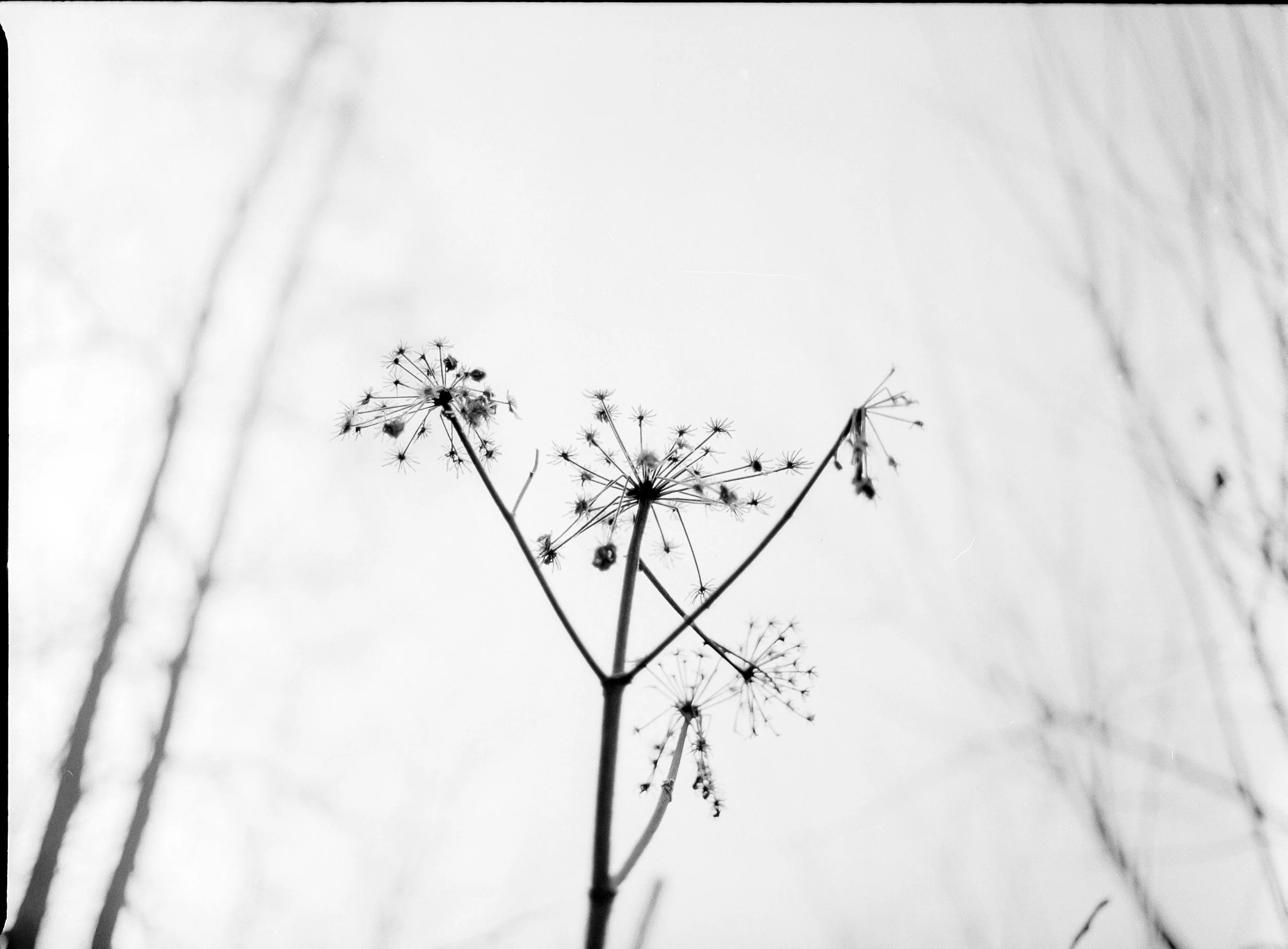 #03_23_Ilford_PanF_Iso50_Mamiya645proTL_6_230123_001.jpg