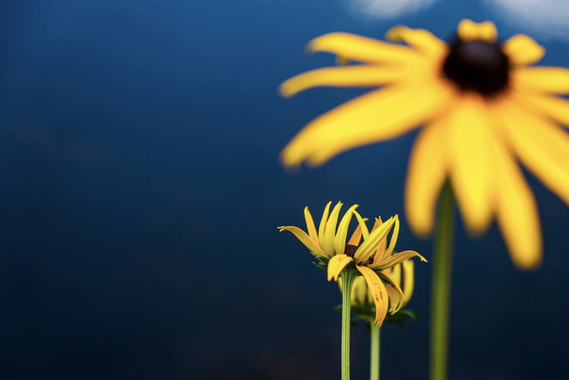 Zwei gelbe Blumen mit dunklem Mittelpunkt vor einem blauen Hintergrund, eine Blume im Vordergrund, die andere im Hintergrund, beide unklar. 