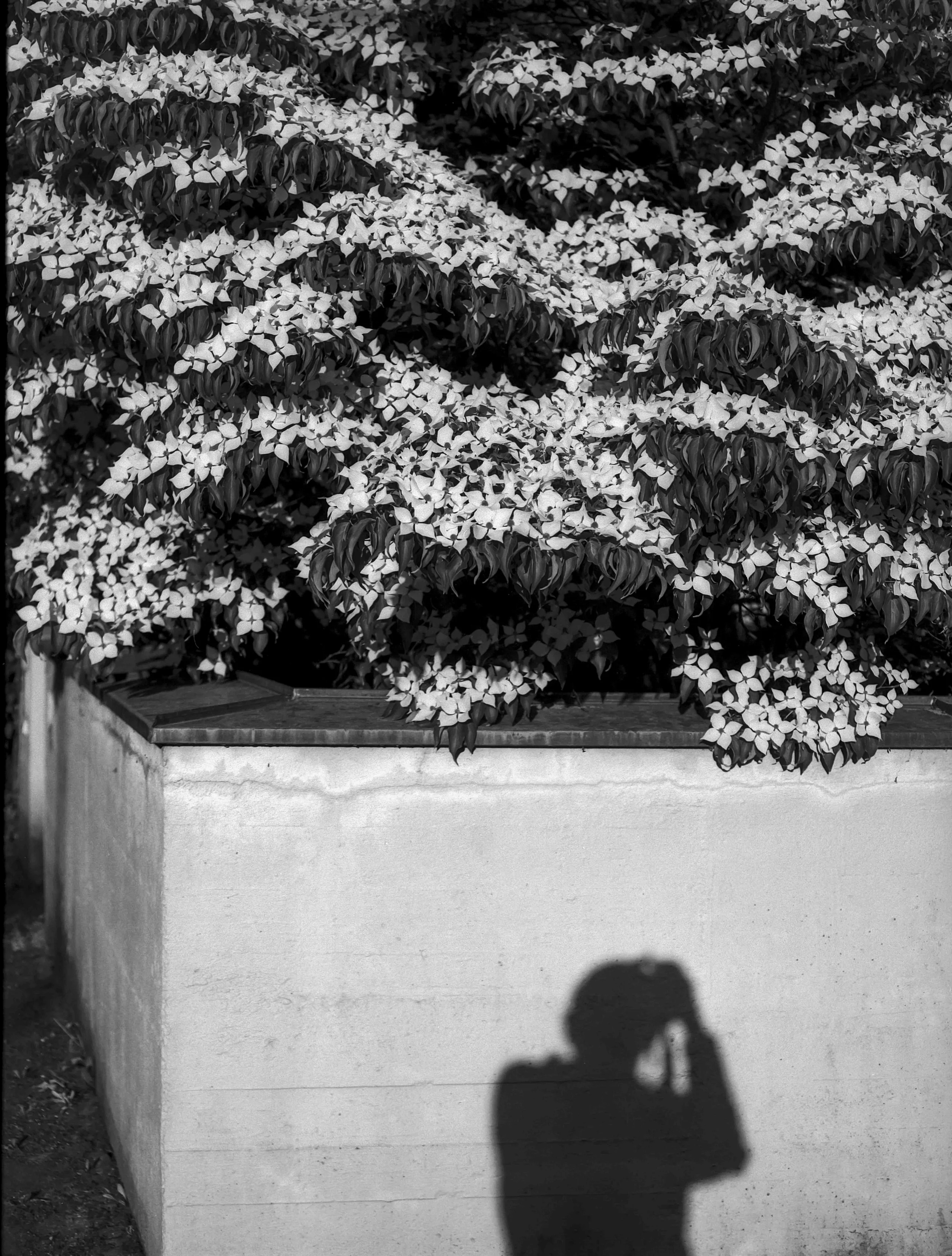 #18_24_Ilford_Delta100_Mamiya645proTL_Rodinal_3841_260611_001.jpg