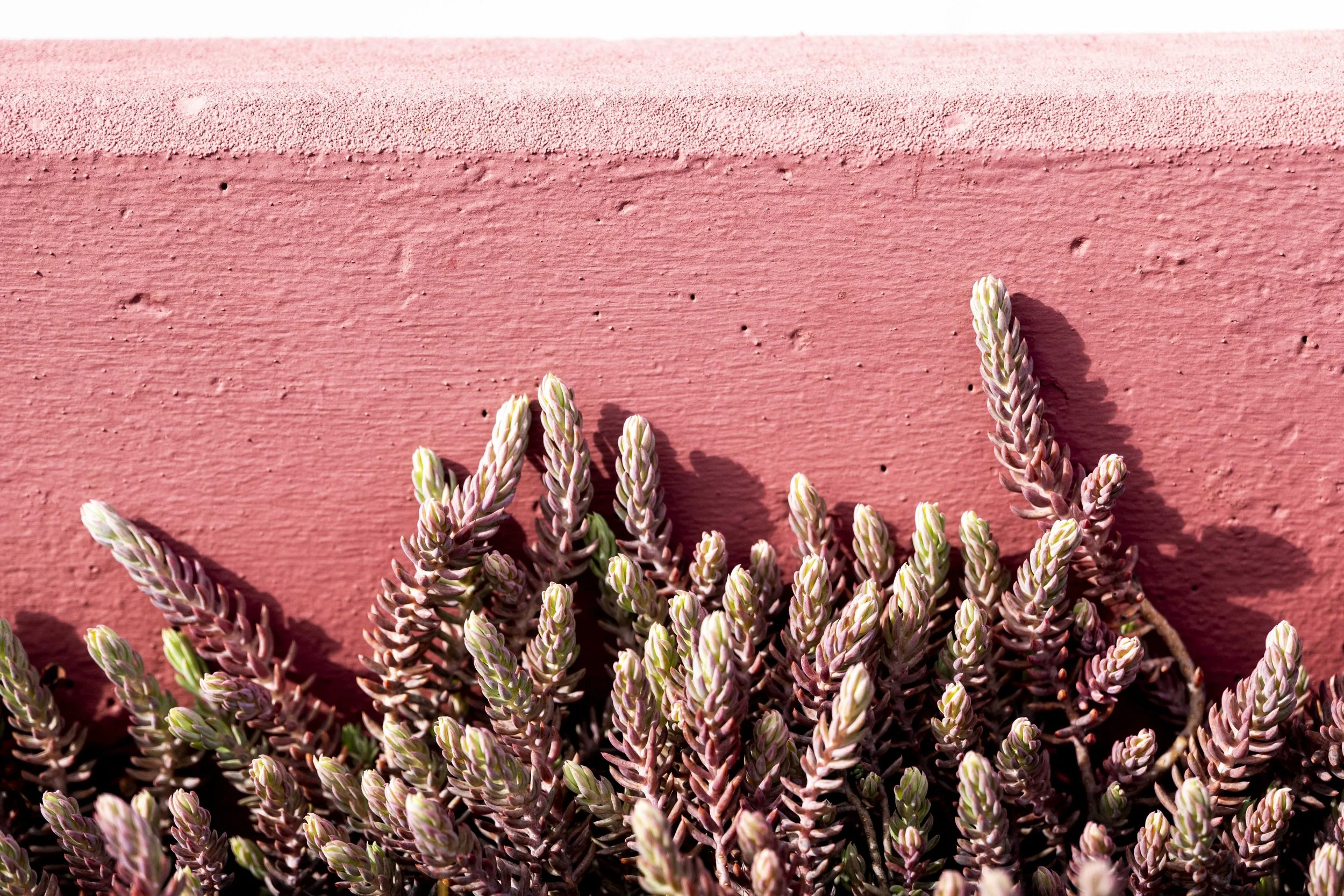 Nahaufnahme von lavenderfarbenen Sukkulenten vor einer rosa gestrichenen Wand.