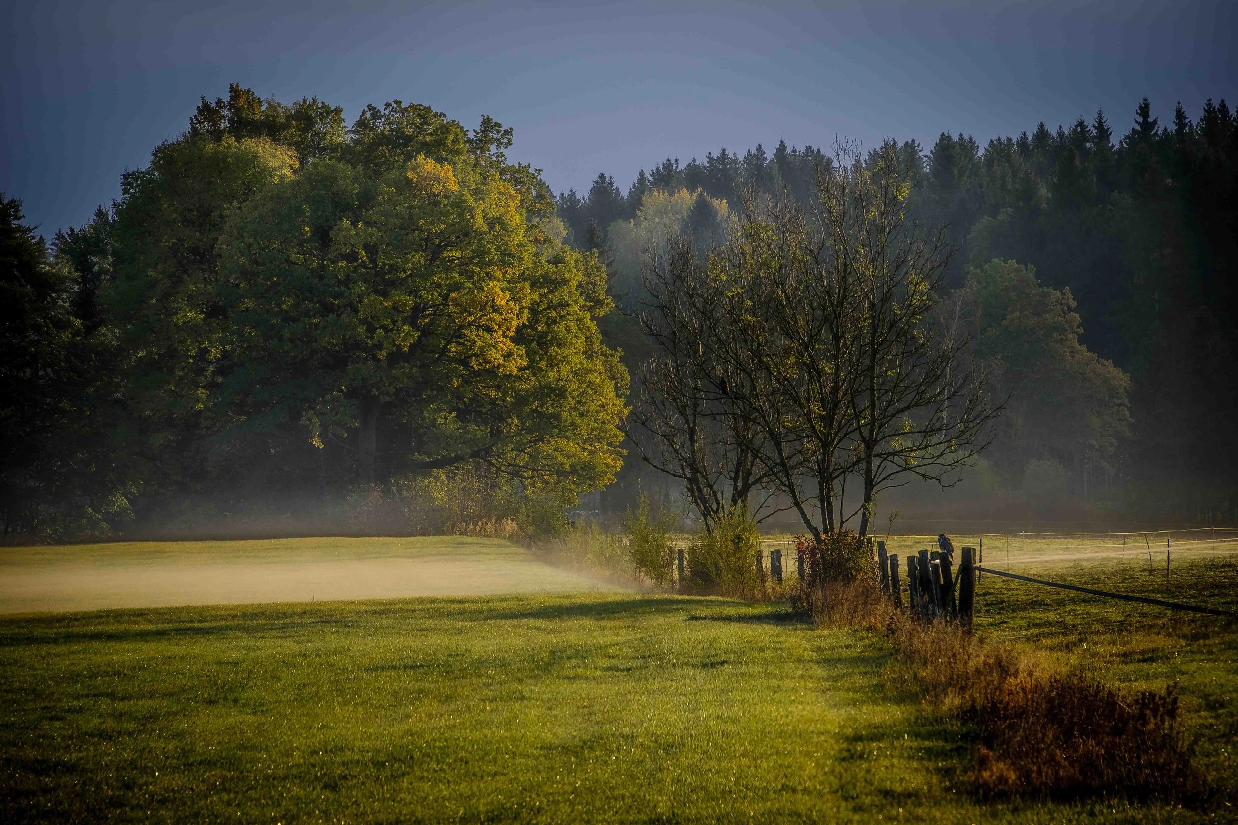 Ein sonniger Morgen in einem offenen Feld mit grünem Gras, zahlreichen Bäumen und einer kleinen Holzbarriere am Rand. Im Hintergrund sind sich überschneidende Baumgruppen und ein klarer blauer Himmel.