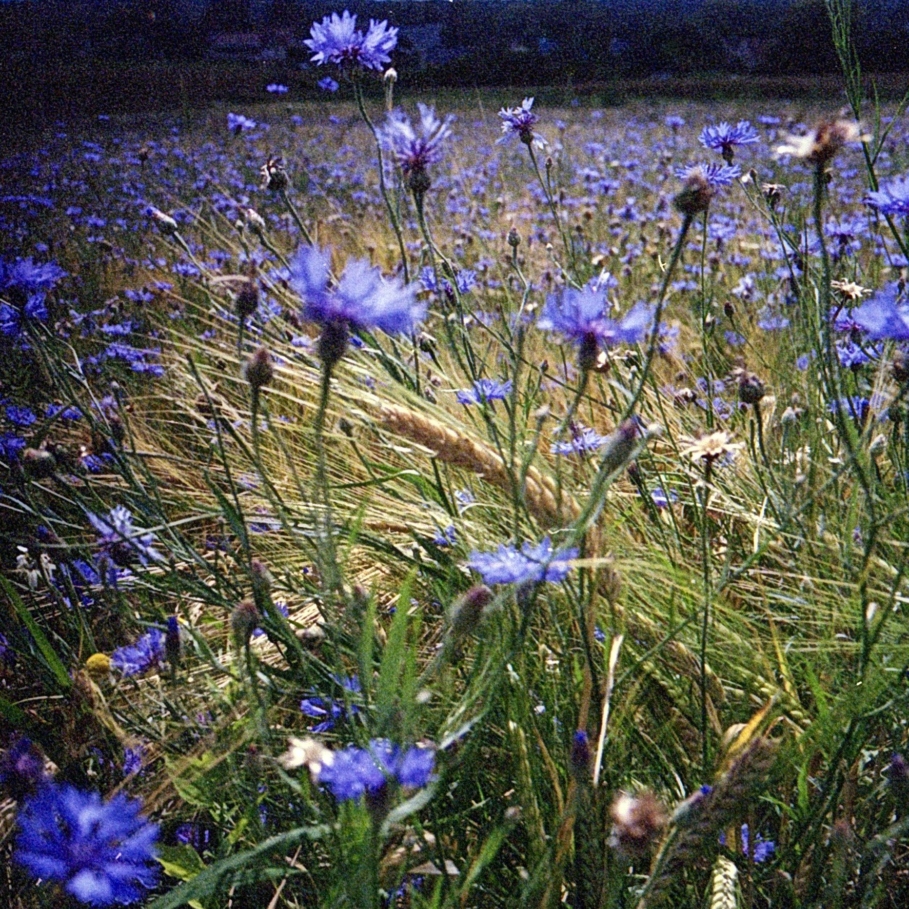 Blaue Blumen in einem wilden Garten, nachts beleuchtet.