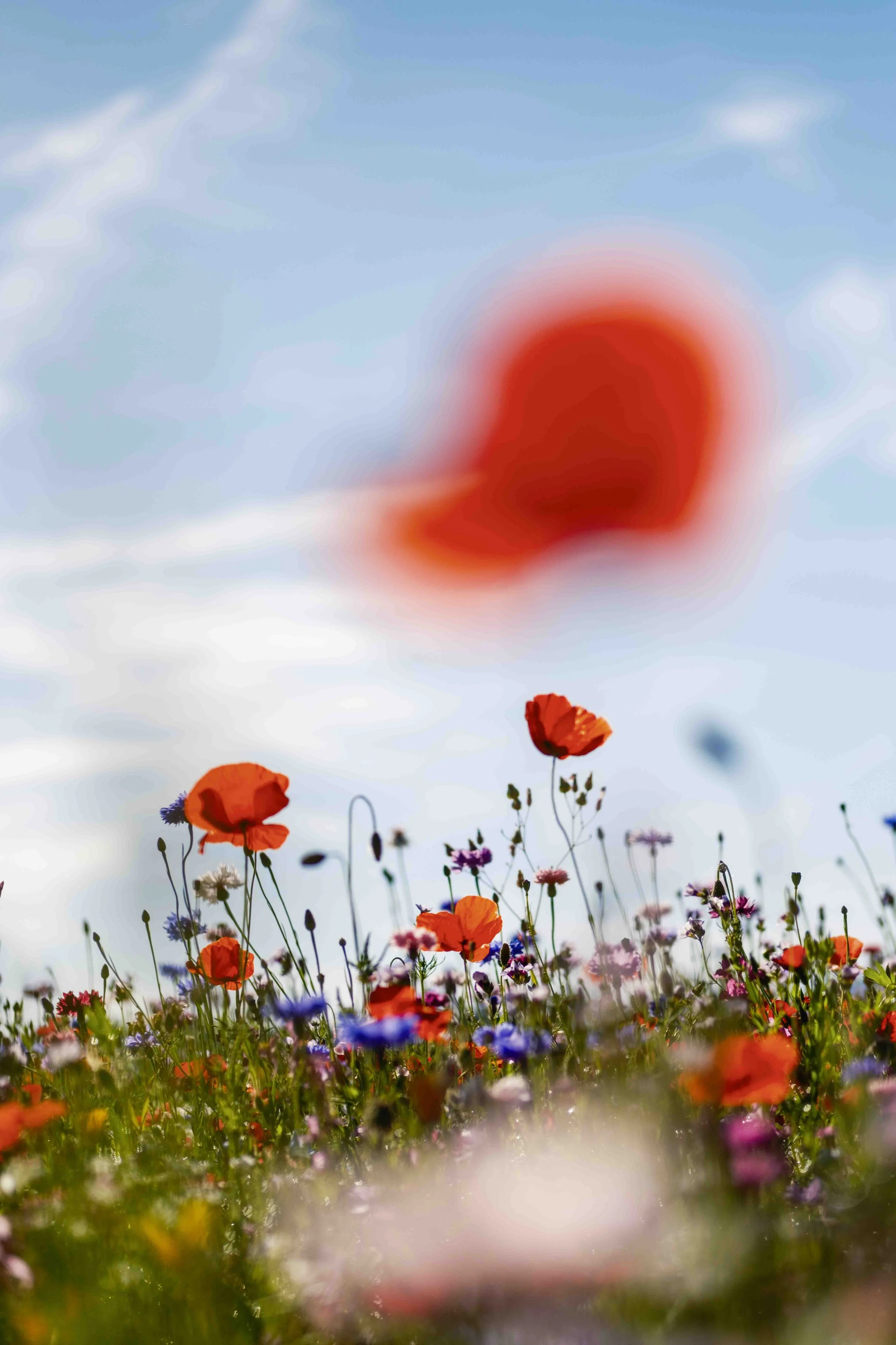 Bunte Blumenwiese mit roten Mohnblumen und anderen Blumen unter einem blauen Himmel mit einigen Wolken, zum Teil unscharf im Vordergrund.