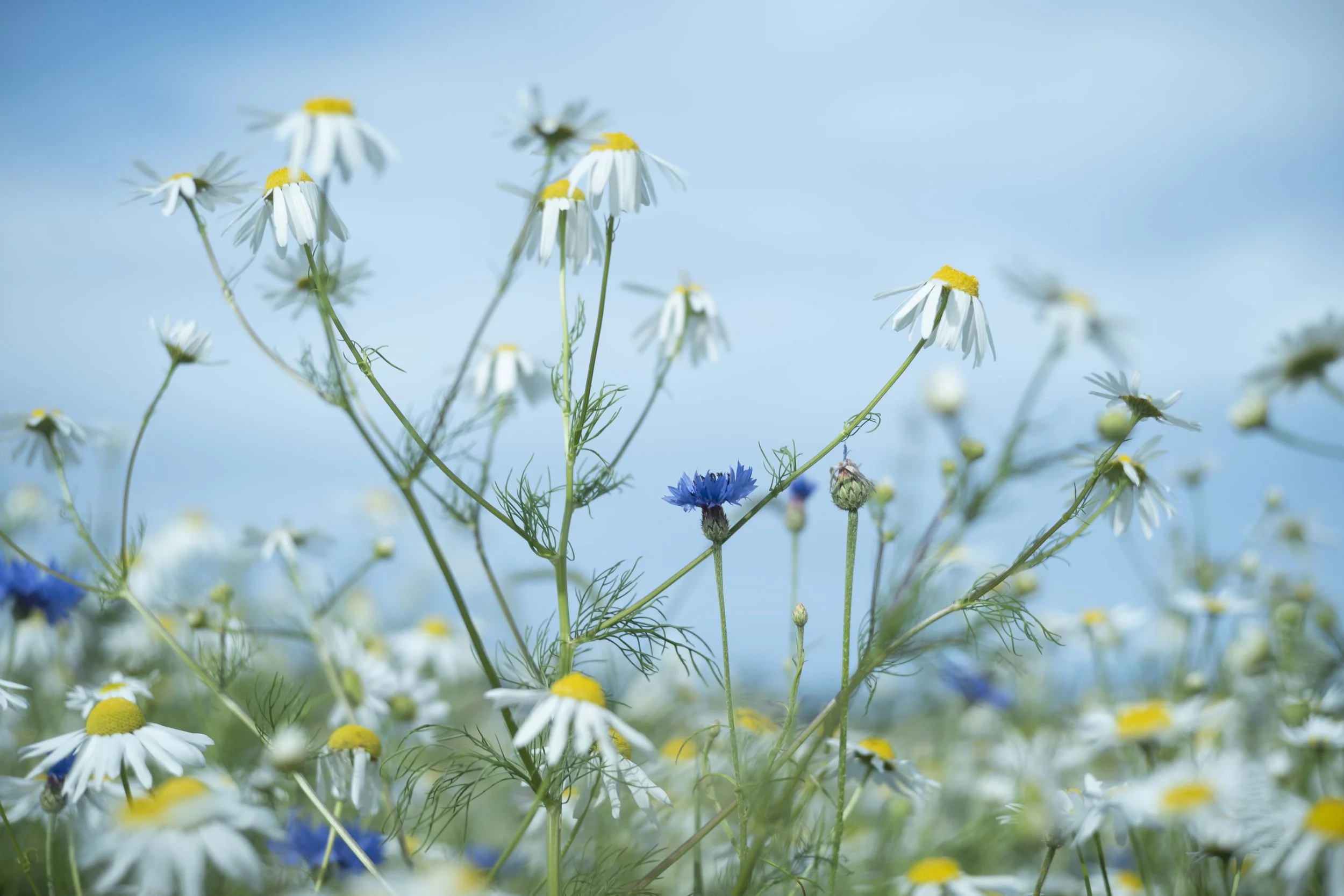 Bildausschnitt von wilden Kamille- und Kornblumen im Sonnenlicht unter einem blauen Himmel.