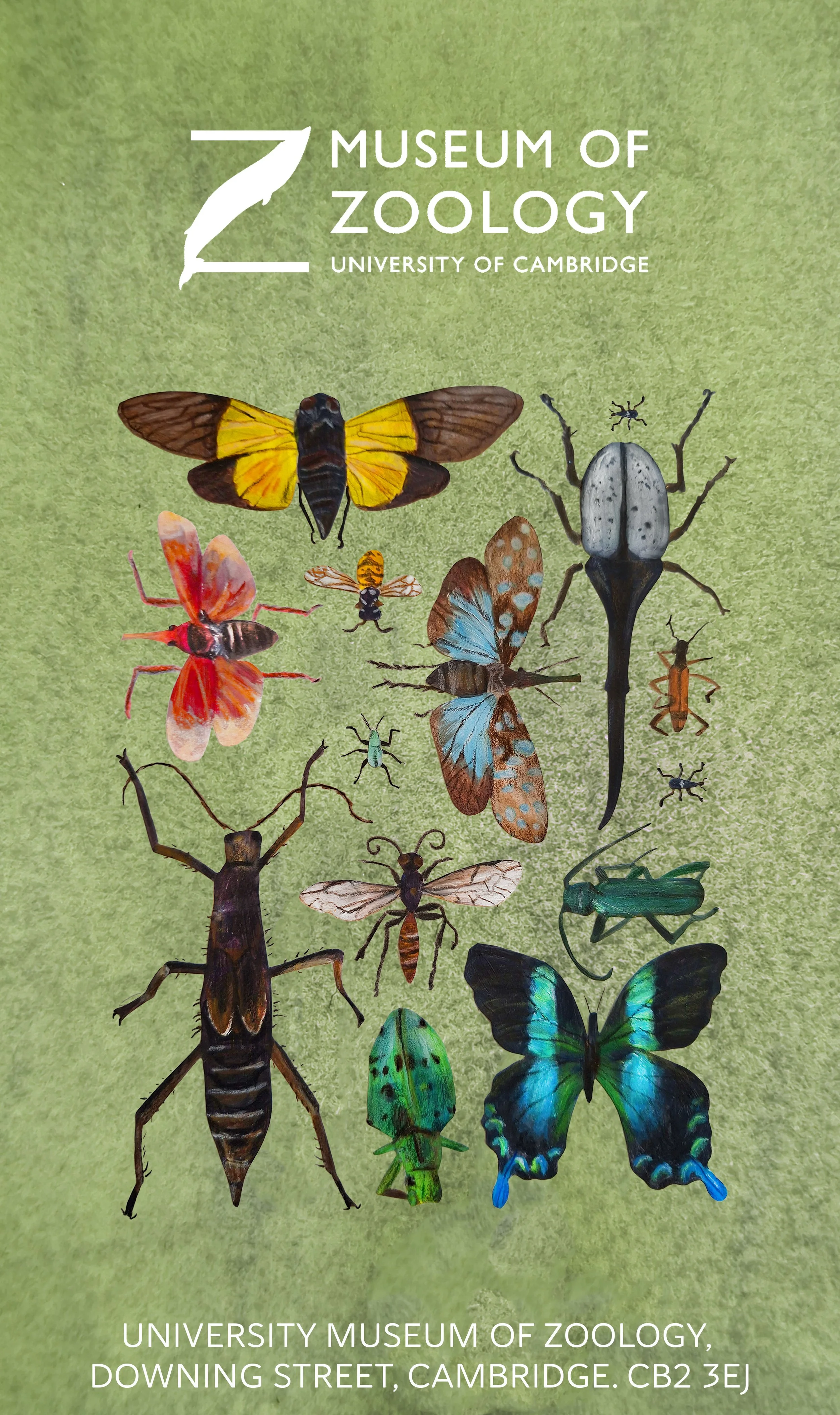 illustrated poster of insects from a museum using colour and shape
