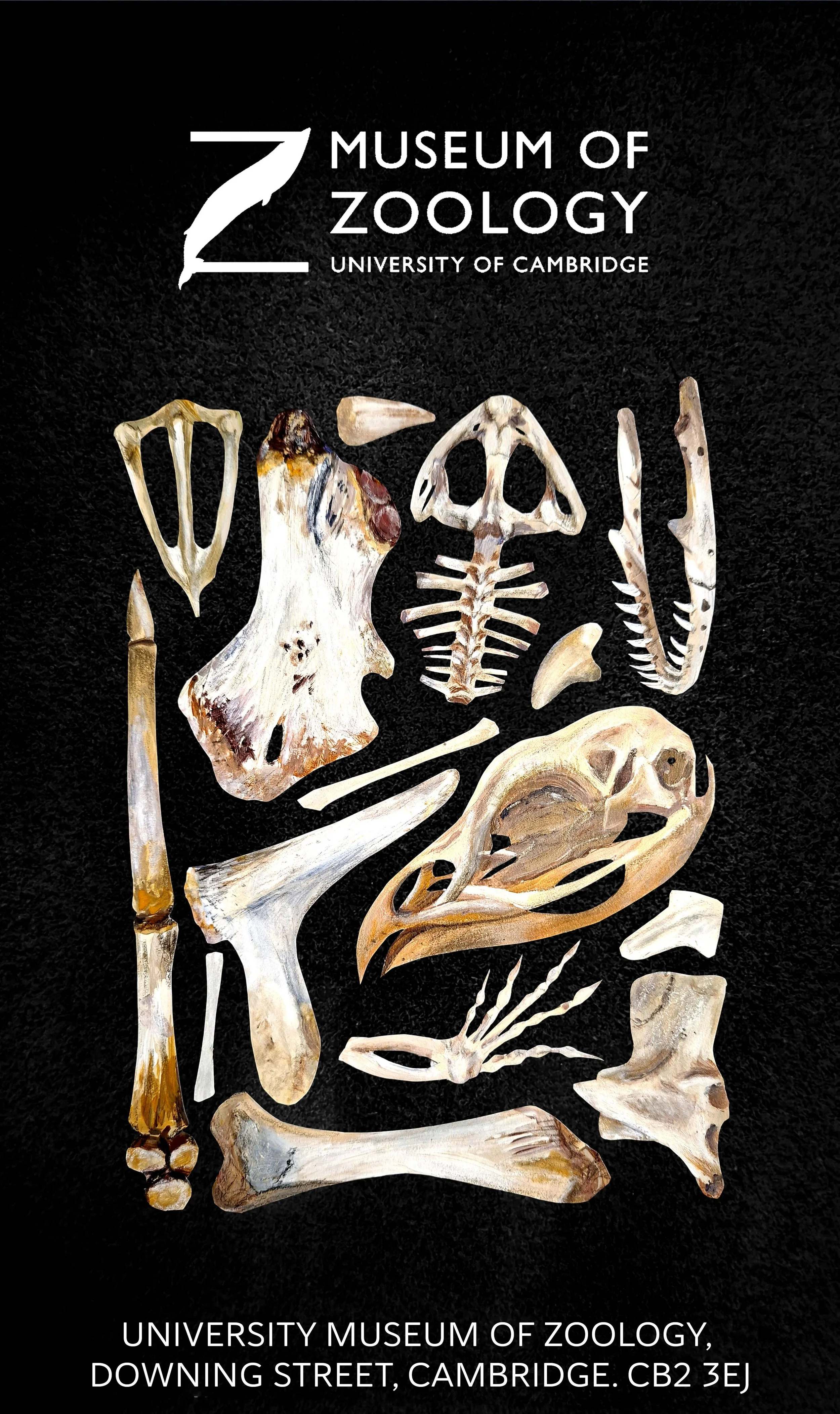 illustrated poster of bones from a museum using shapes and texture
