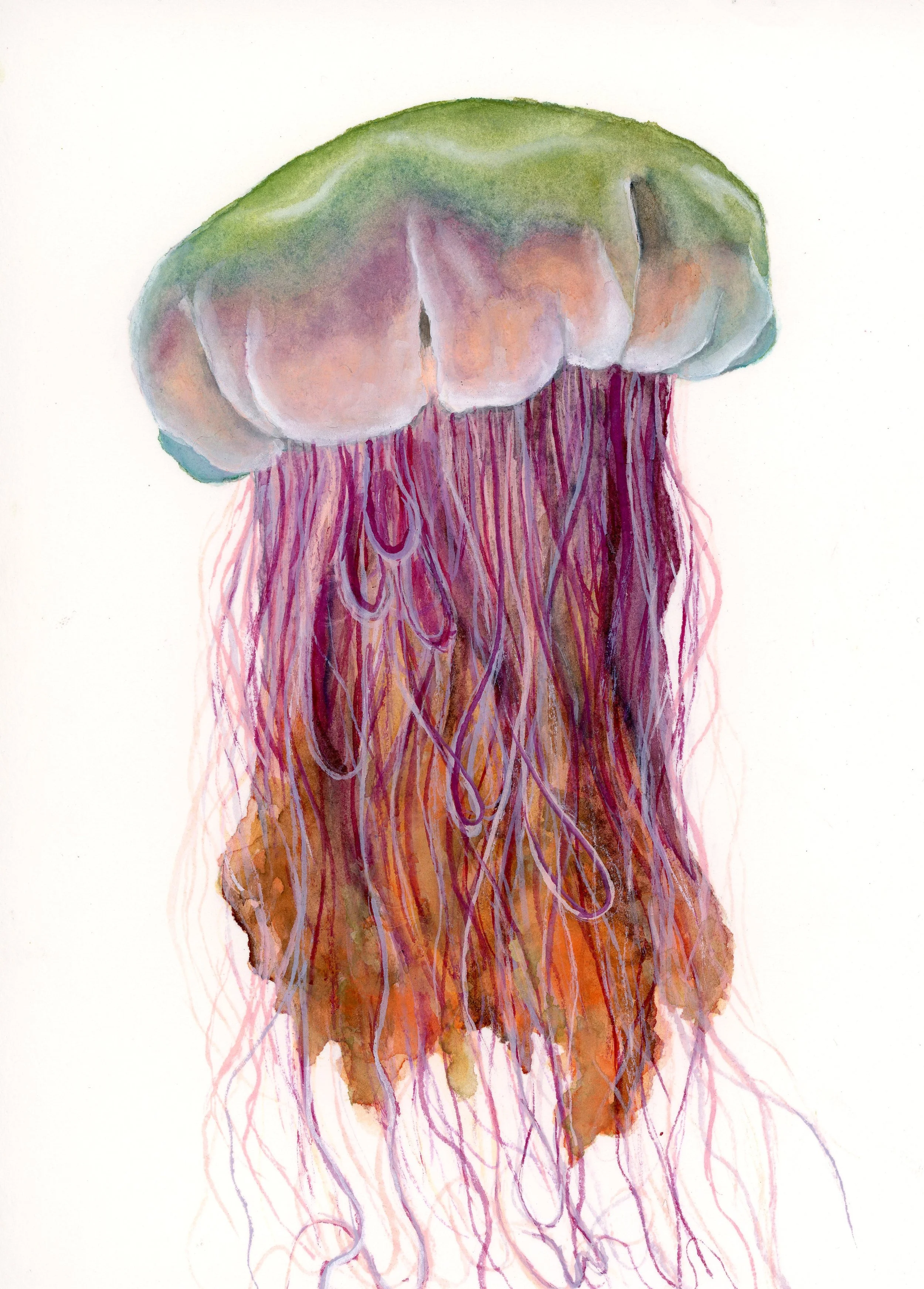 Watercolor painting of a jellyfish with a semi-transparent bell and long, flowing tentacles.