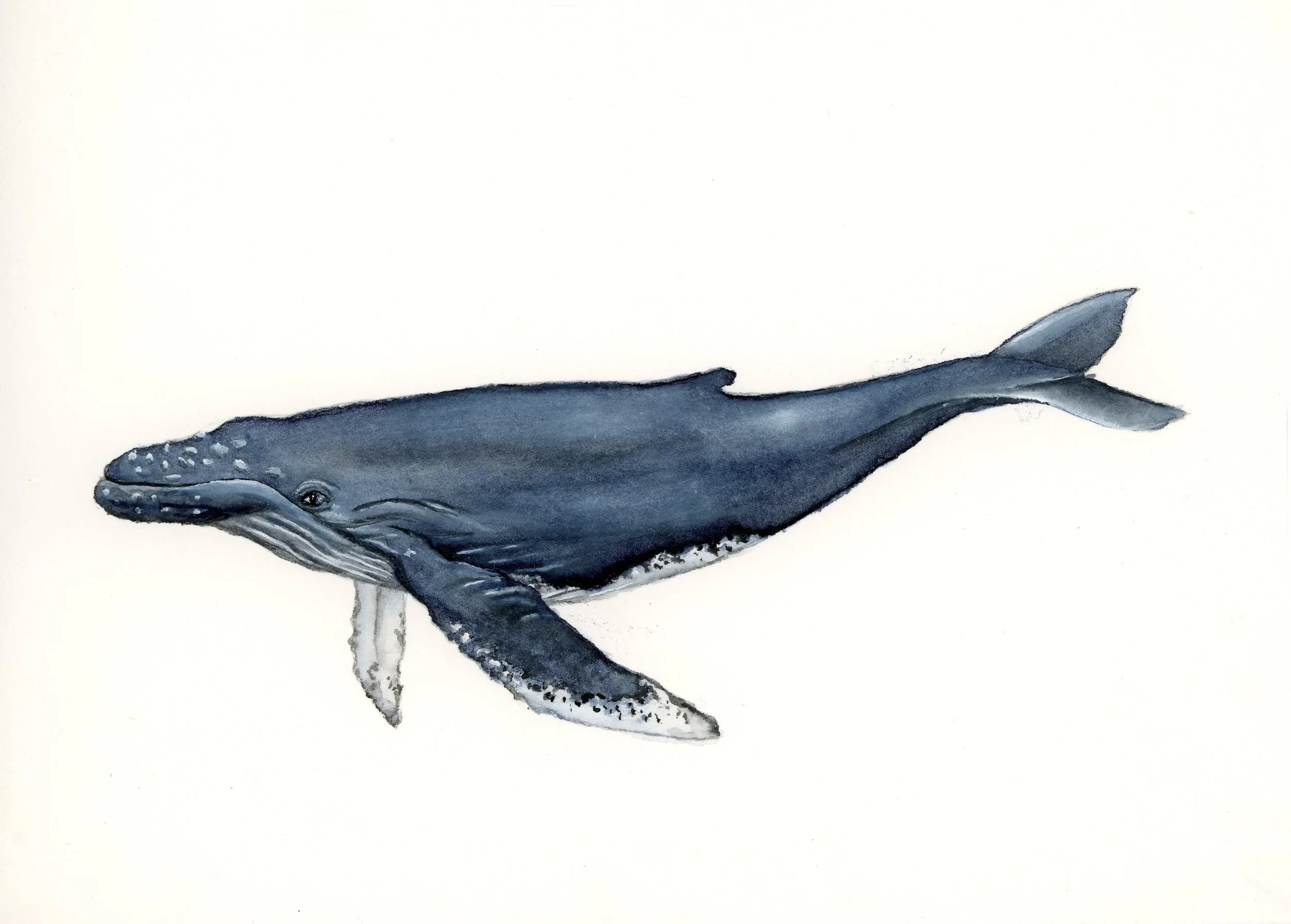 Watercolor painting of a humpback whale swimming to the right.