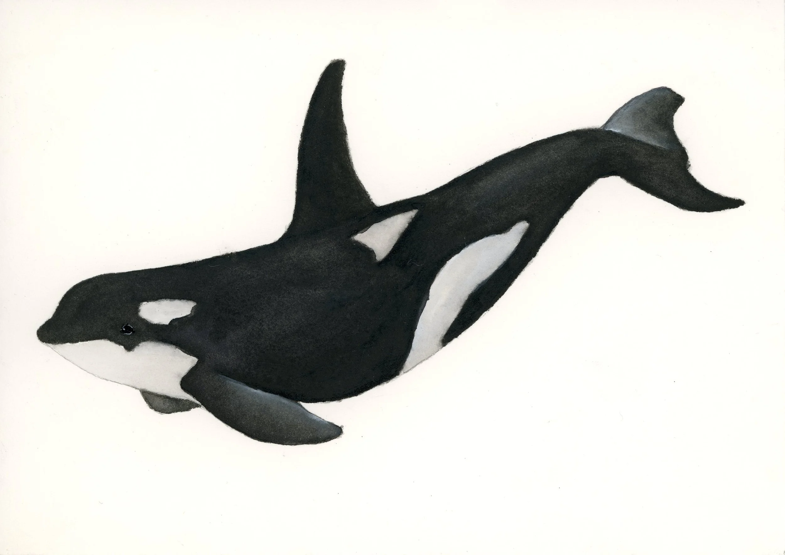 Painting of an orca whale with black and white markings swimming to the right.