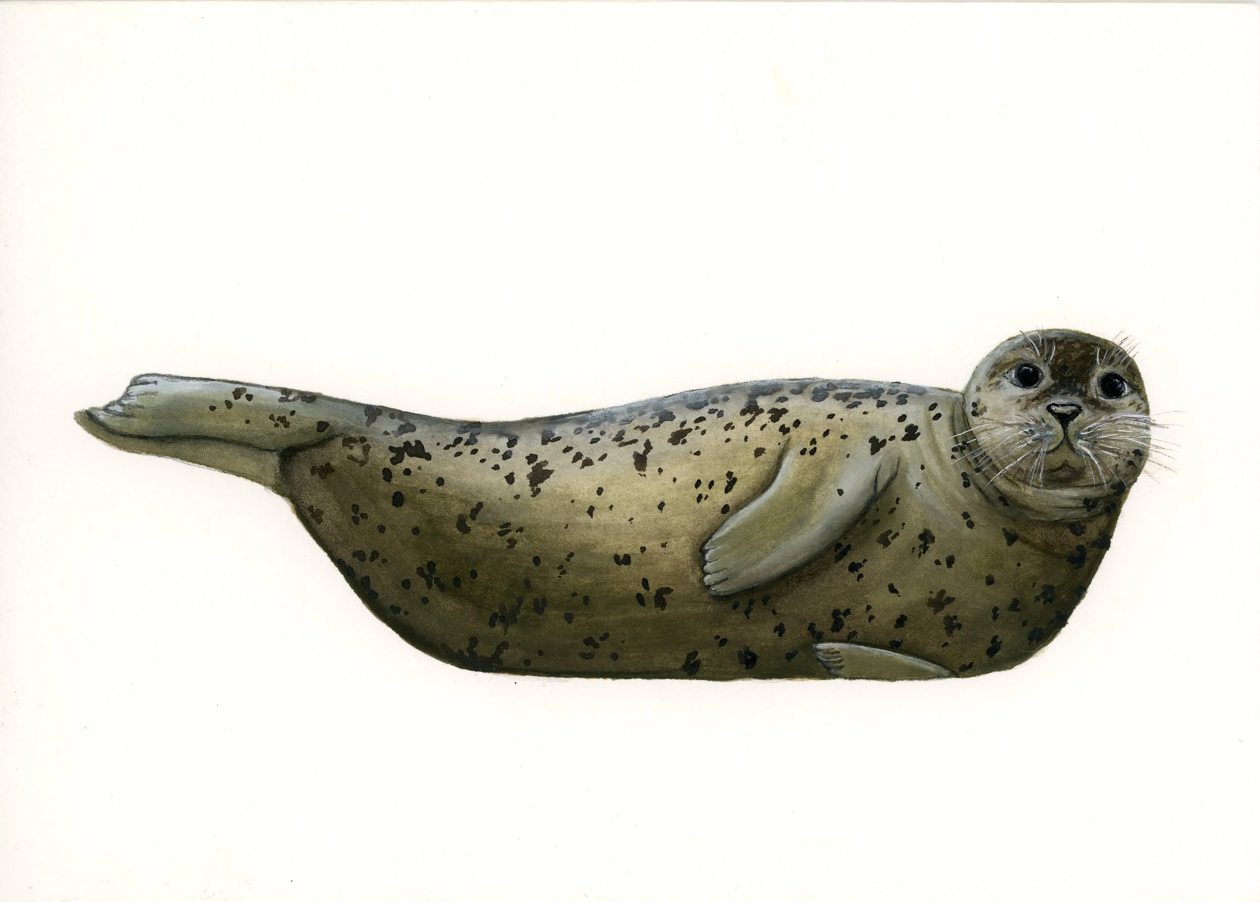 Illustration of a seal with a cat's face, body and flippers.