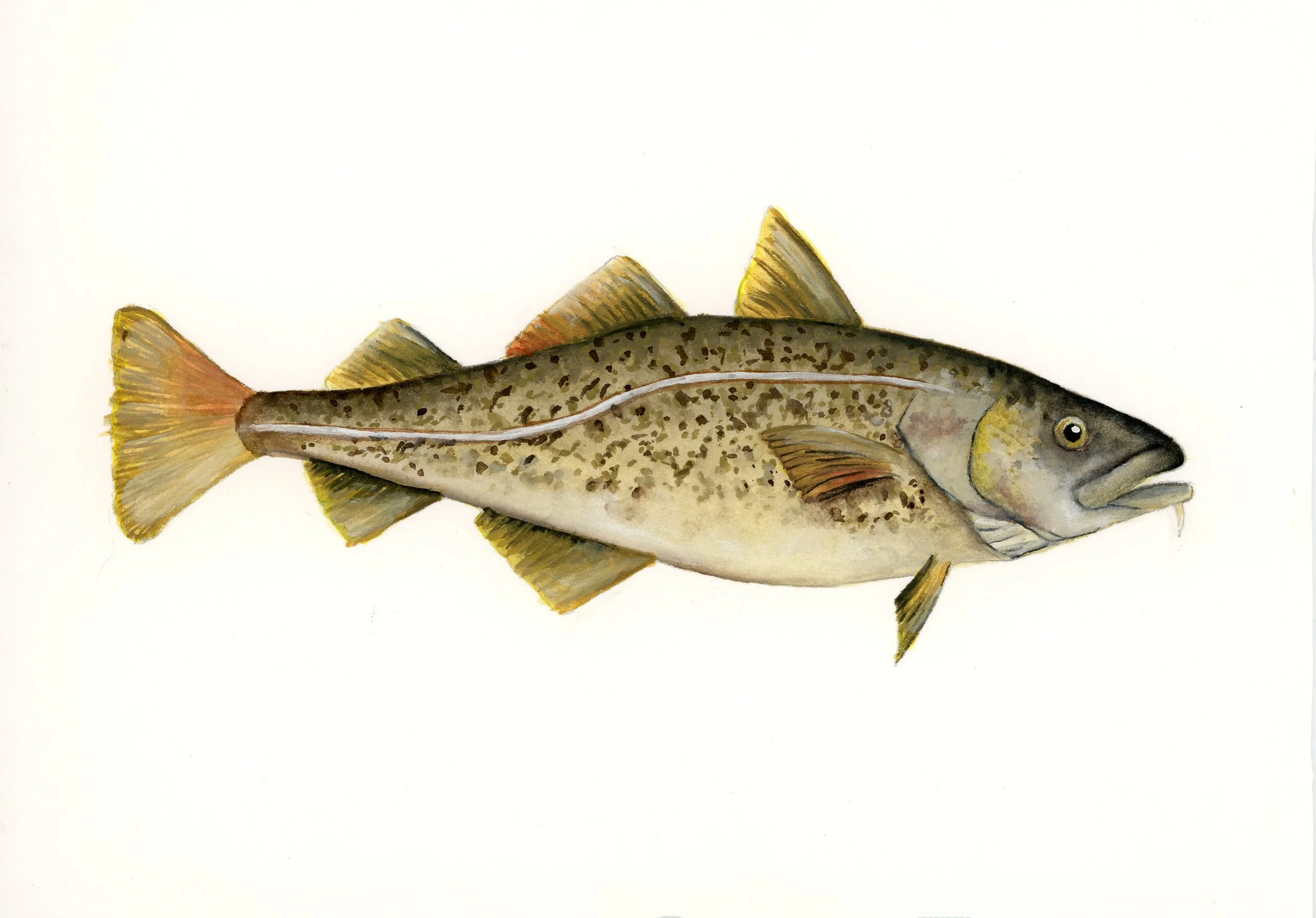 Illustration of a fish with a spotted body, fins, and a hook in its mouth.