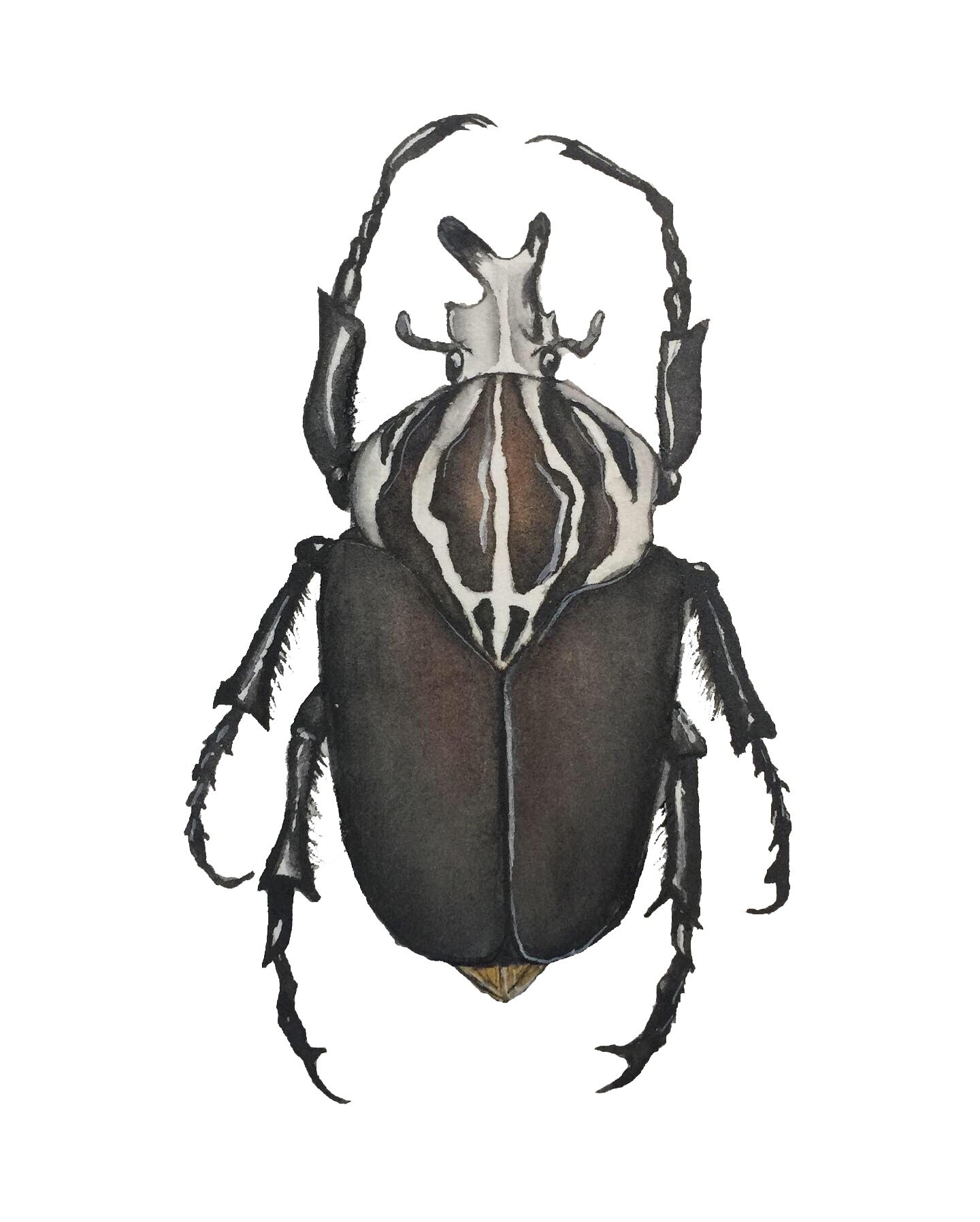 A detailed watercolor illustration of a beetle with a patterned head and dark body, shown from a top-down perspective.