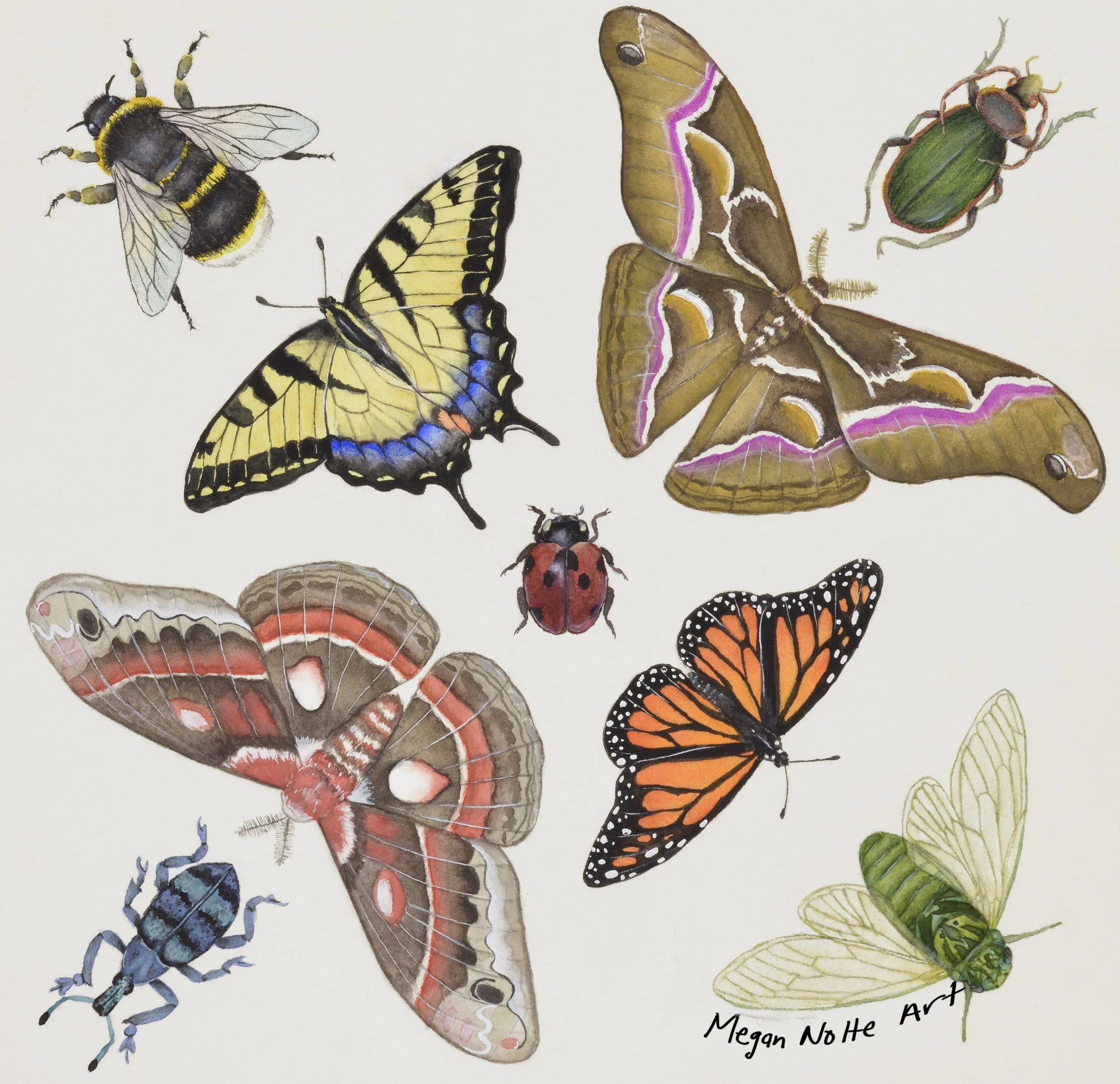 Illustration of various insects including bees, butterflies, moths, a ladybug, a beetle, and a dragonfly, with the artist's signature "Megan Noth Art".