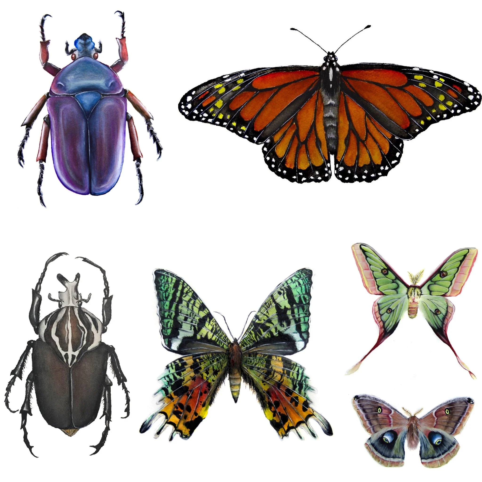 Collection of seven colorful insects and butterflies, including a purple beetle, an orange and black monarch butterfly, a black and white beetle, a green and yellow swallowtail butterfly, a green and pink moon moth, a green and pink butterfly, and a brown moth with eye spots.