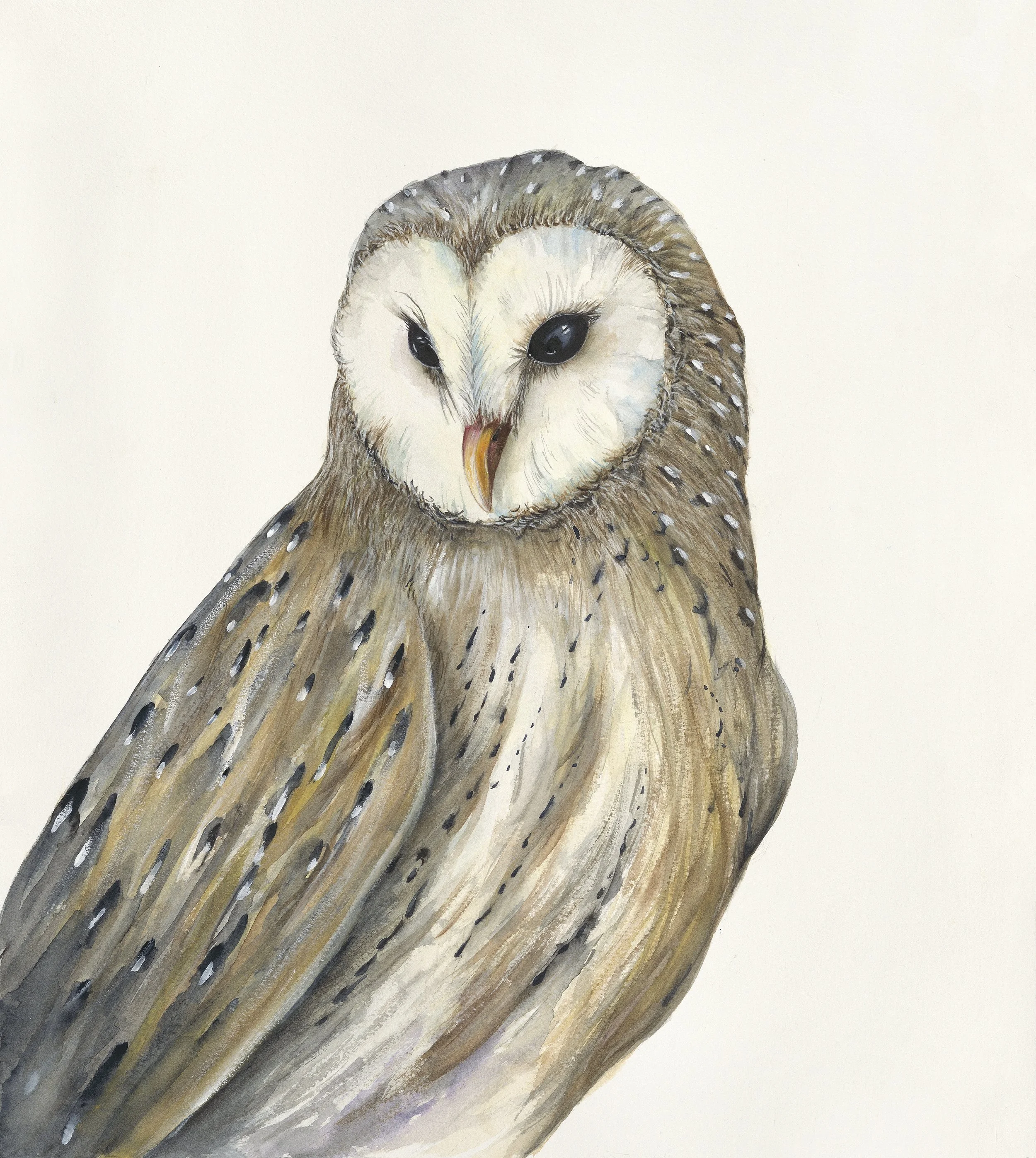 Painting of an owl with a white face and brown body, detailed feathers, and black eyes, against a plain white background.