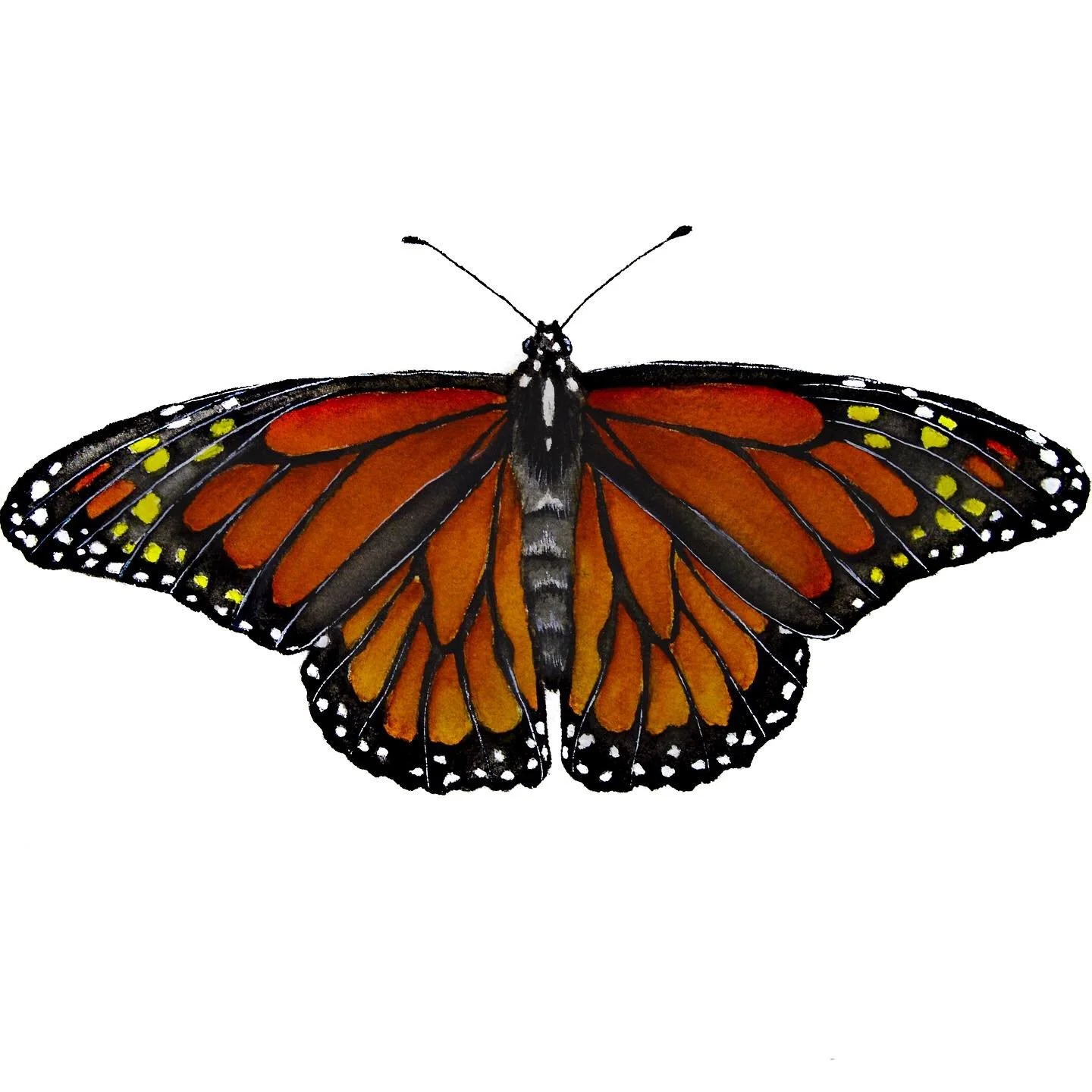 Digital illustration of a monarch butterfly with orange and black wings, white spot accents, and striped body, isolated on white background.