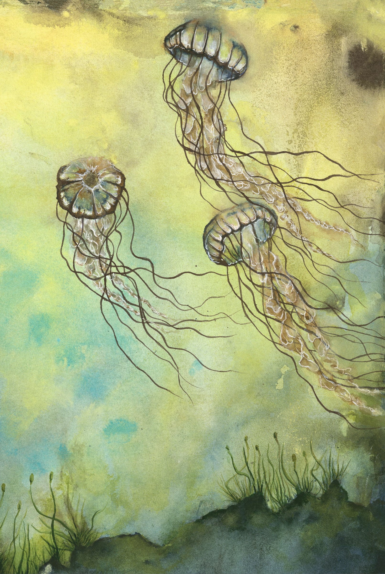Three jellyfish swimming in the ocean with a greenish and yellow background, some seaweed at the bottom.