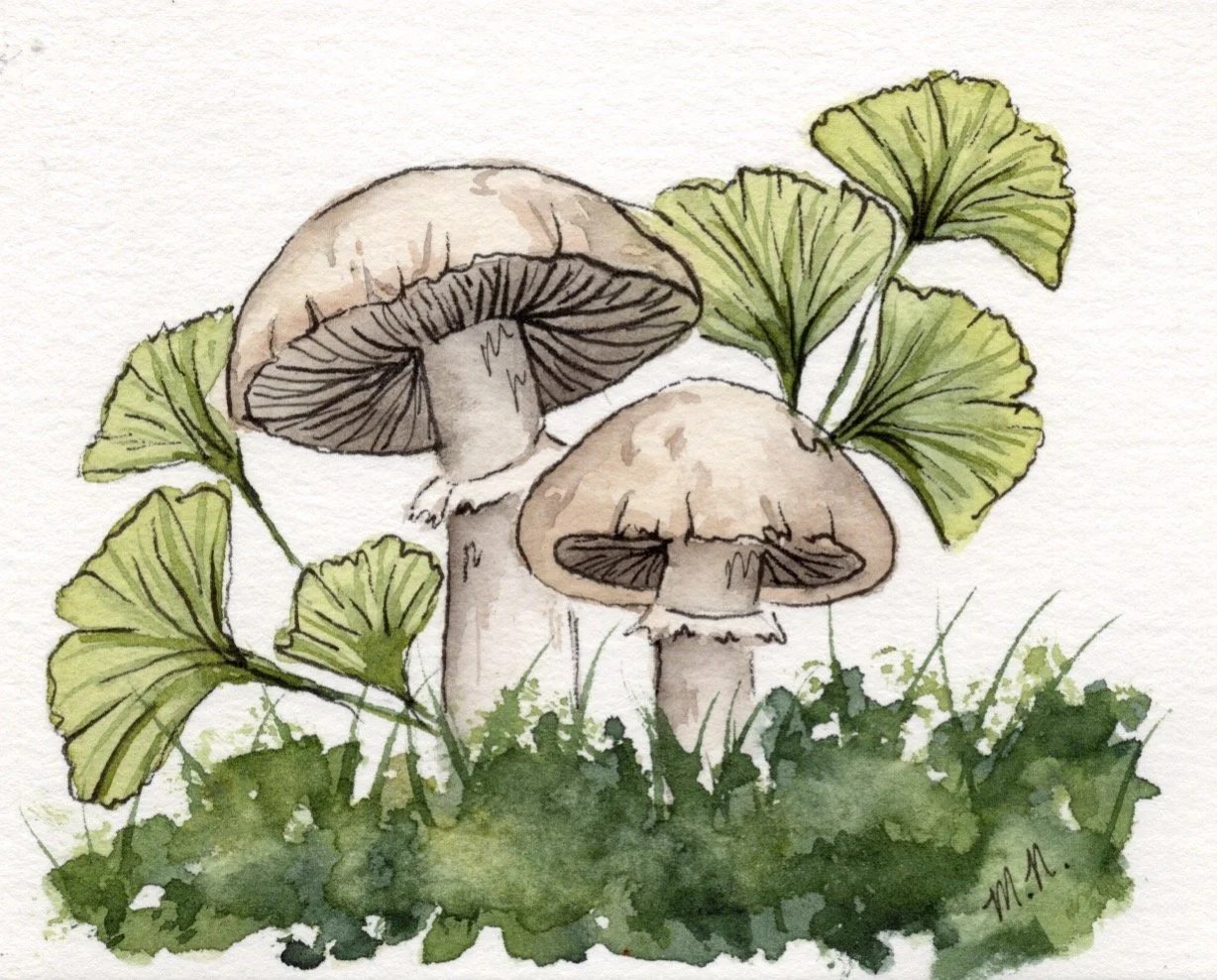 Watercolor illustration of two mushrooms with gills visible under their caps, surrounded by green ginkgo leaves and grass.