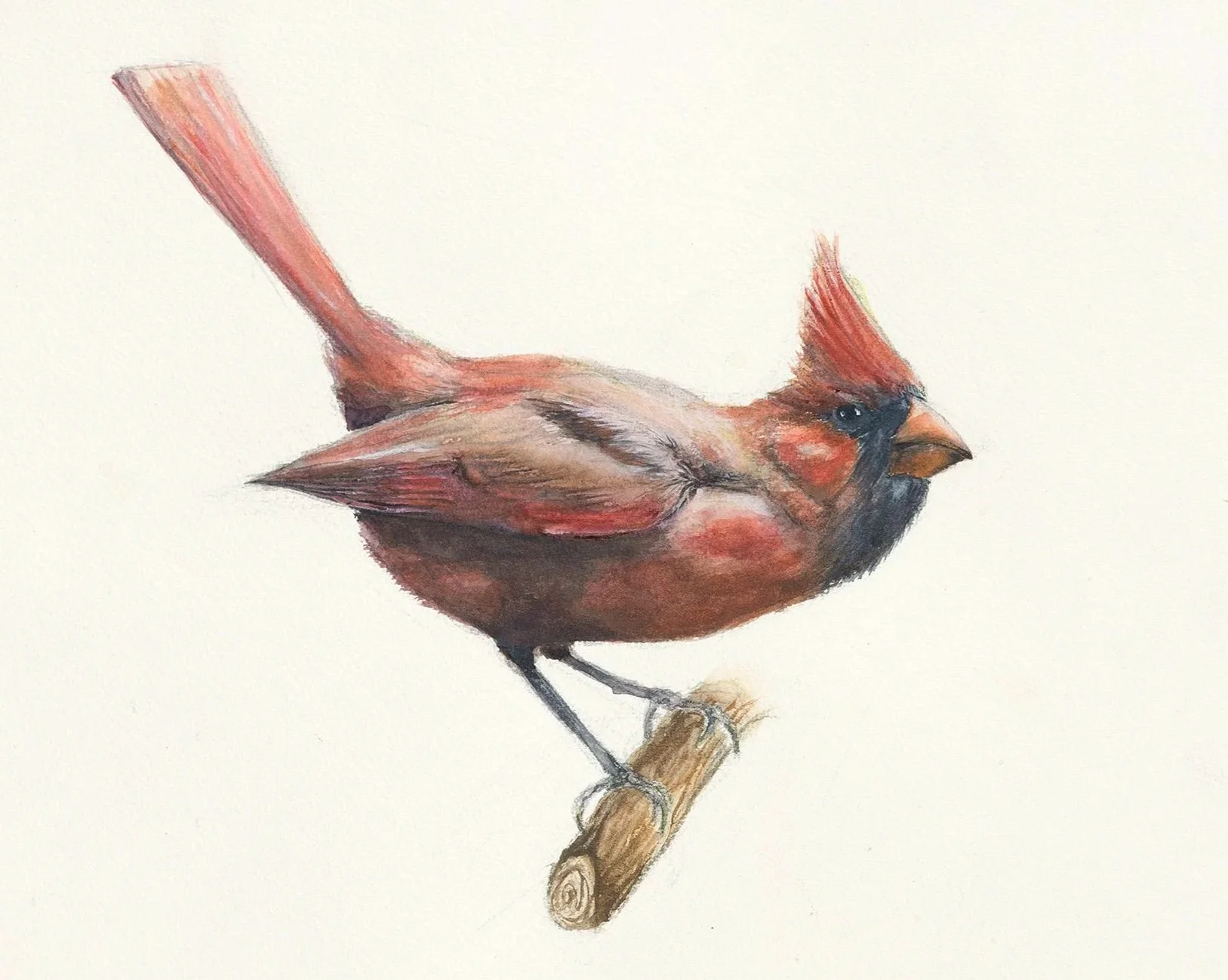 Colorful illustration of a cardinal bird perched on a small branch, facing to the right.