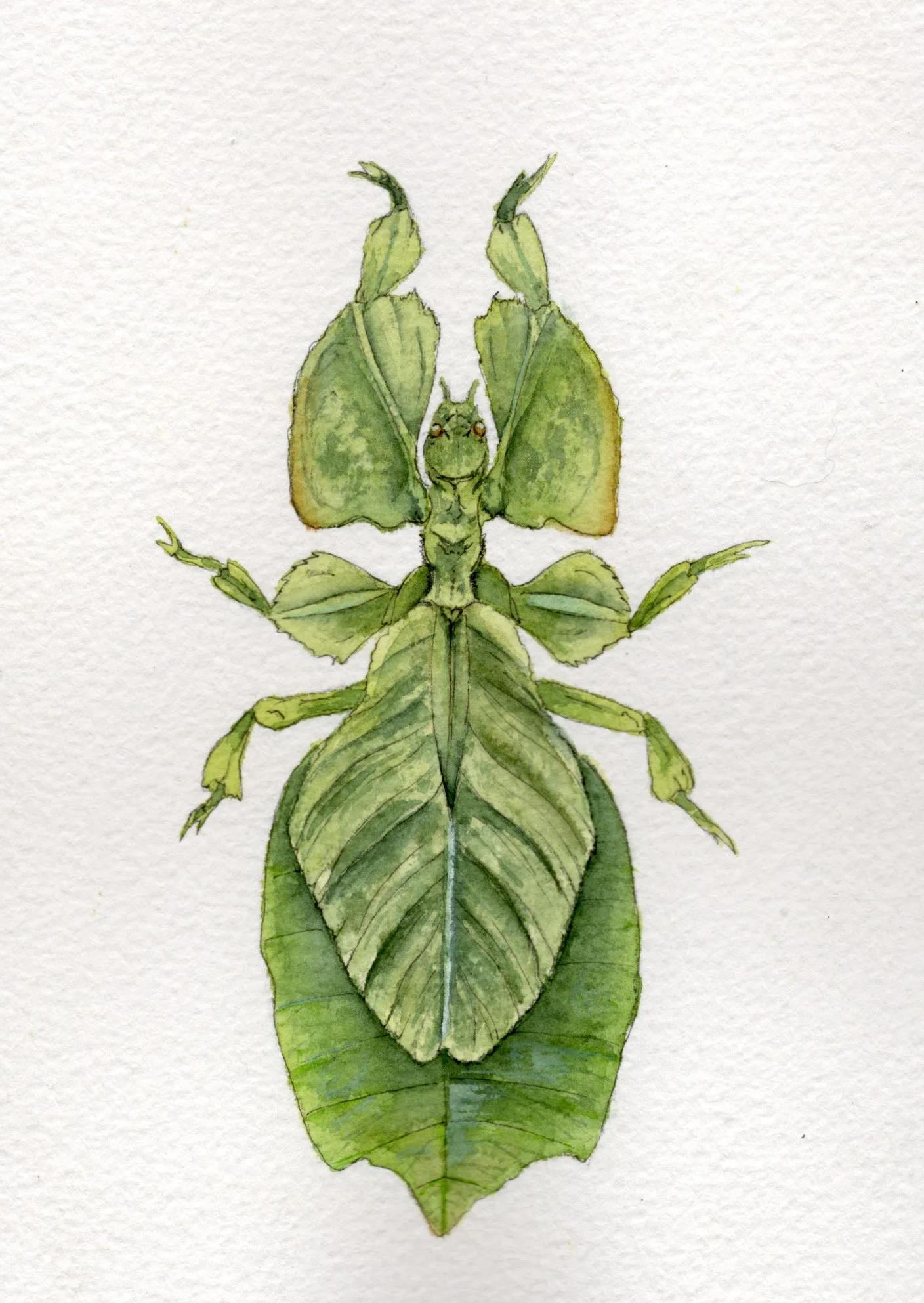 Watercolor illustration of a hybrid creature combining elements of a frog and a butterfly.