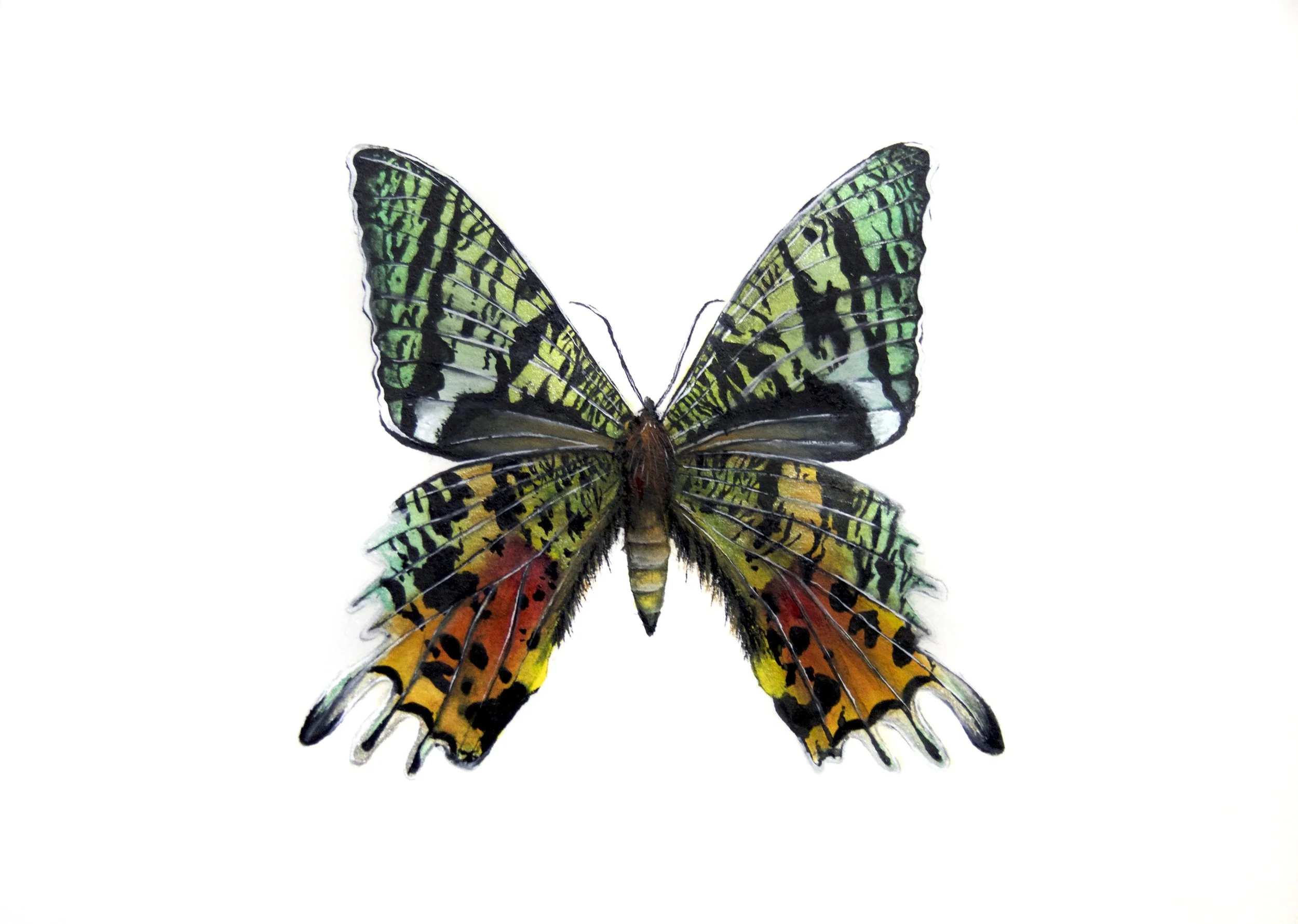 Colorful butterfly with green, yellow, orange, and black wings on a white background.