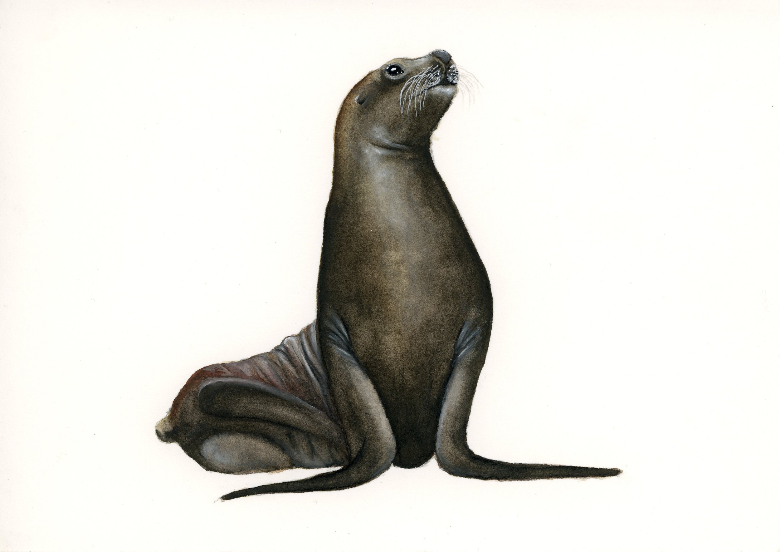 An illustration of a seal with a human-like face, sitting on its hind flippers with a neutral expression, against a plain white background.