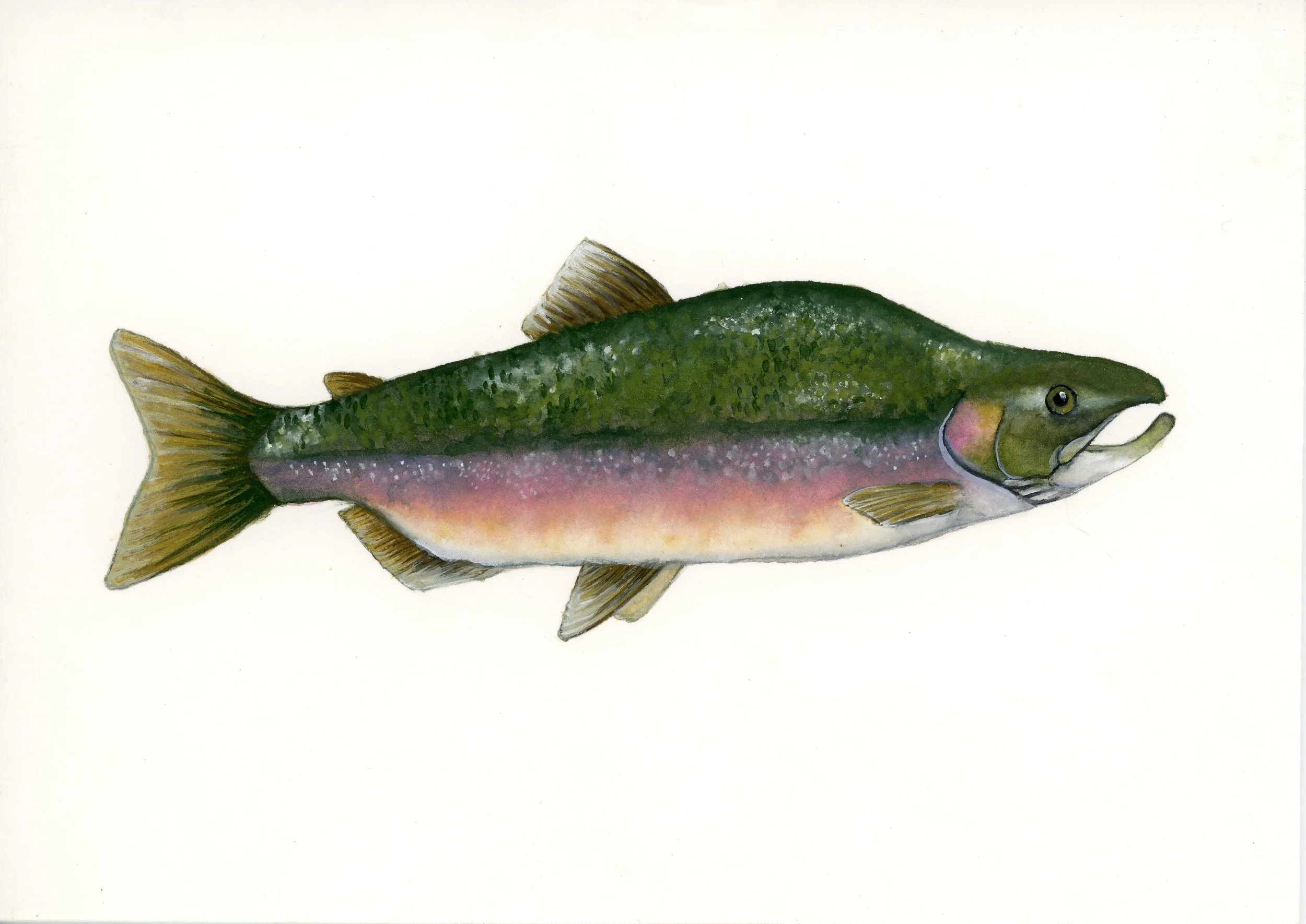 A watercolor illustration of a rainbow trout with green, pink, and cream coloring on a white background.