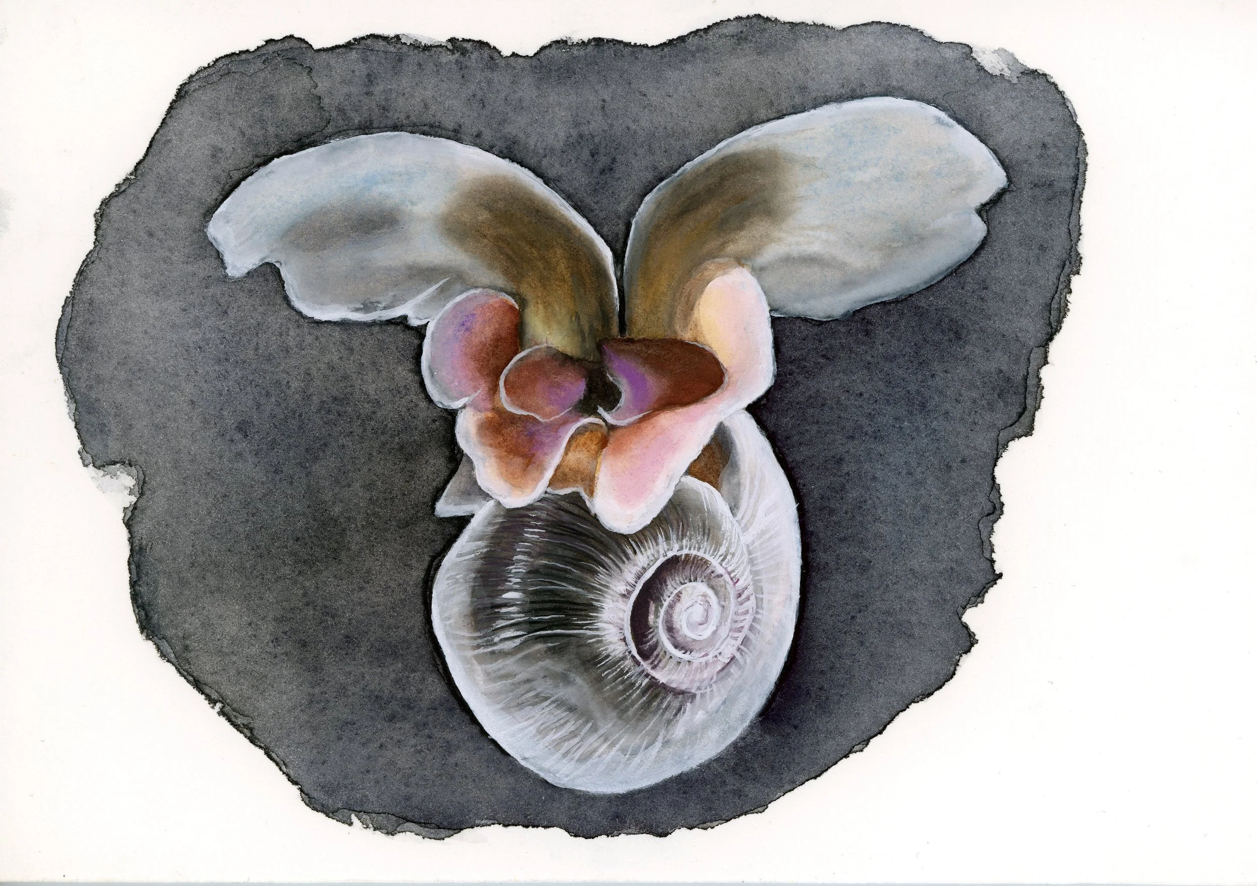 A painting of a snail shell with flowers incorporated into the shell, surrounded by black and white watercolor washes.