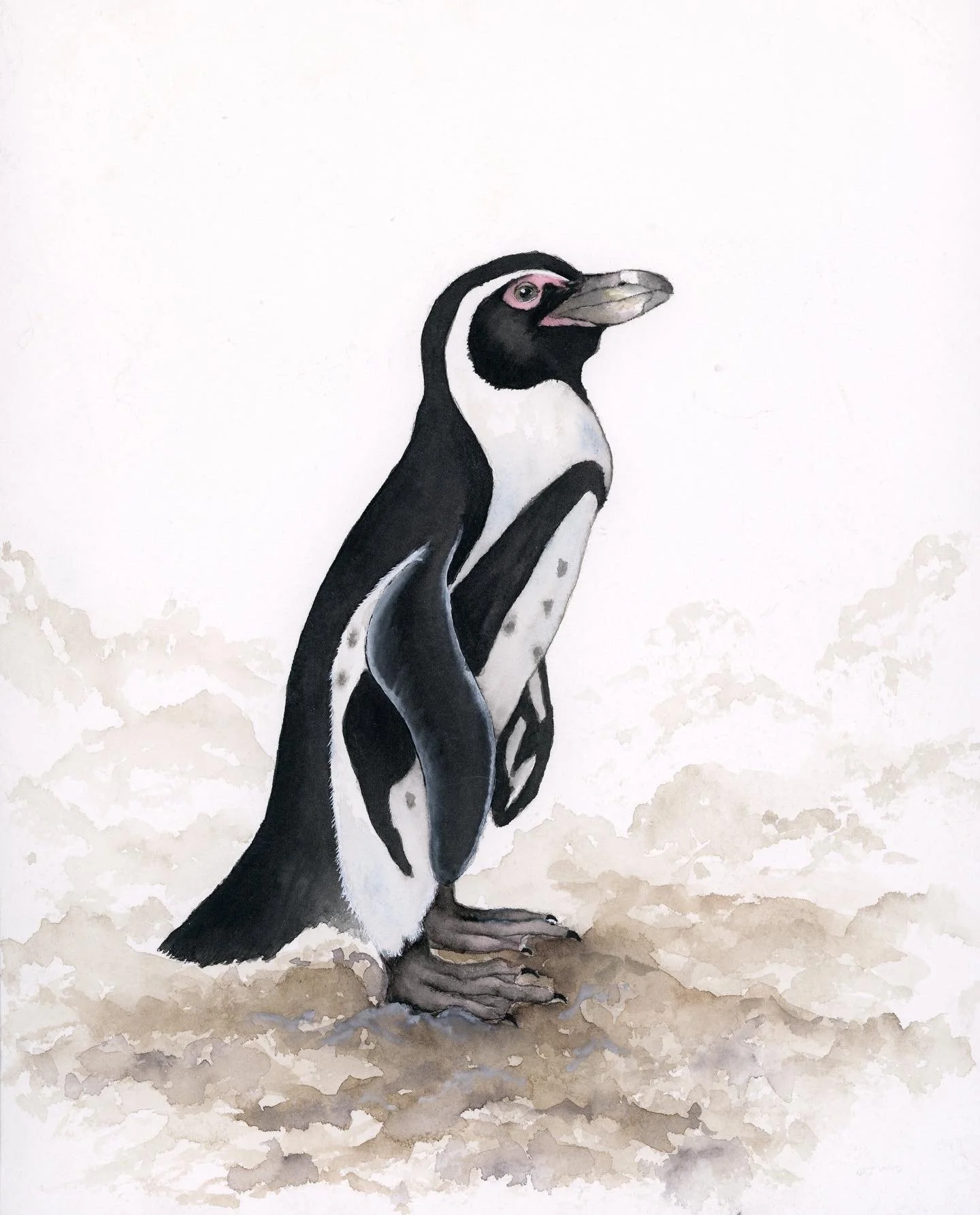 A penguin with a bird's beak standing on snow.