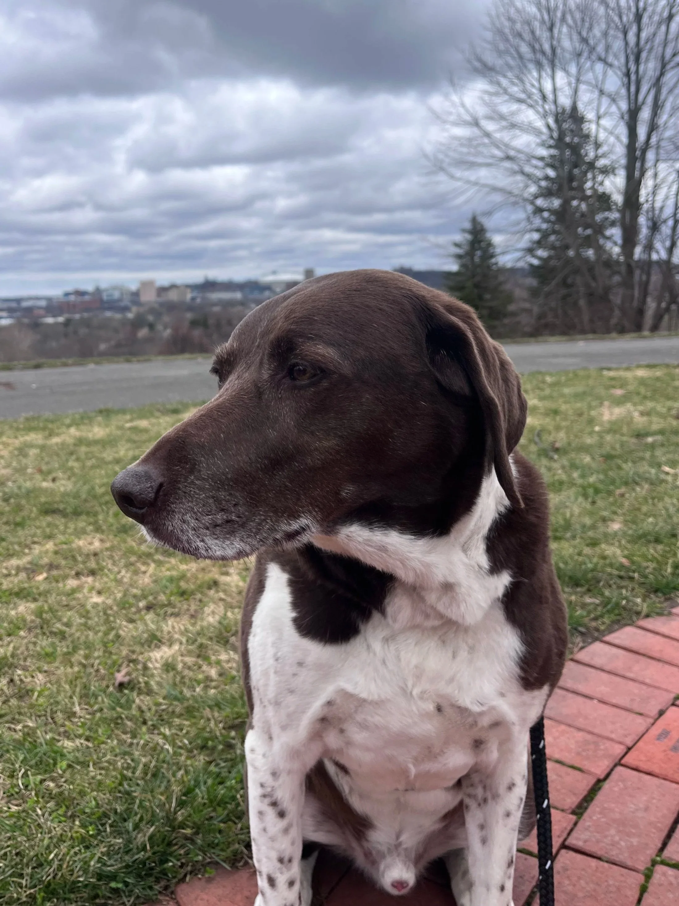 Atticus