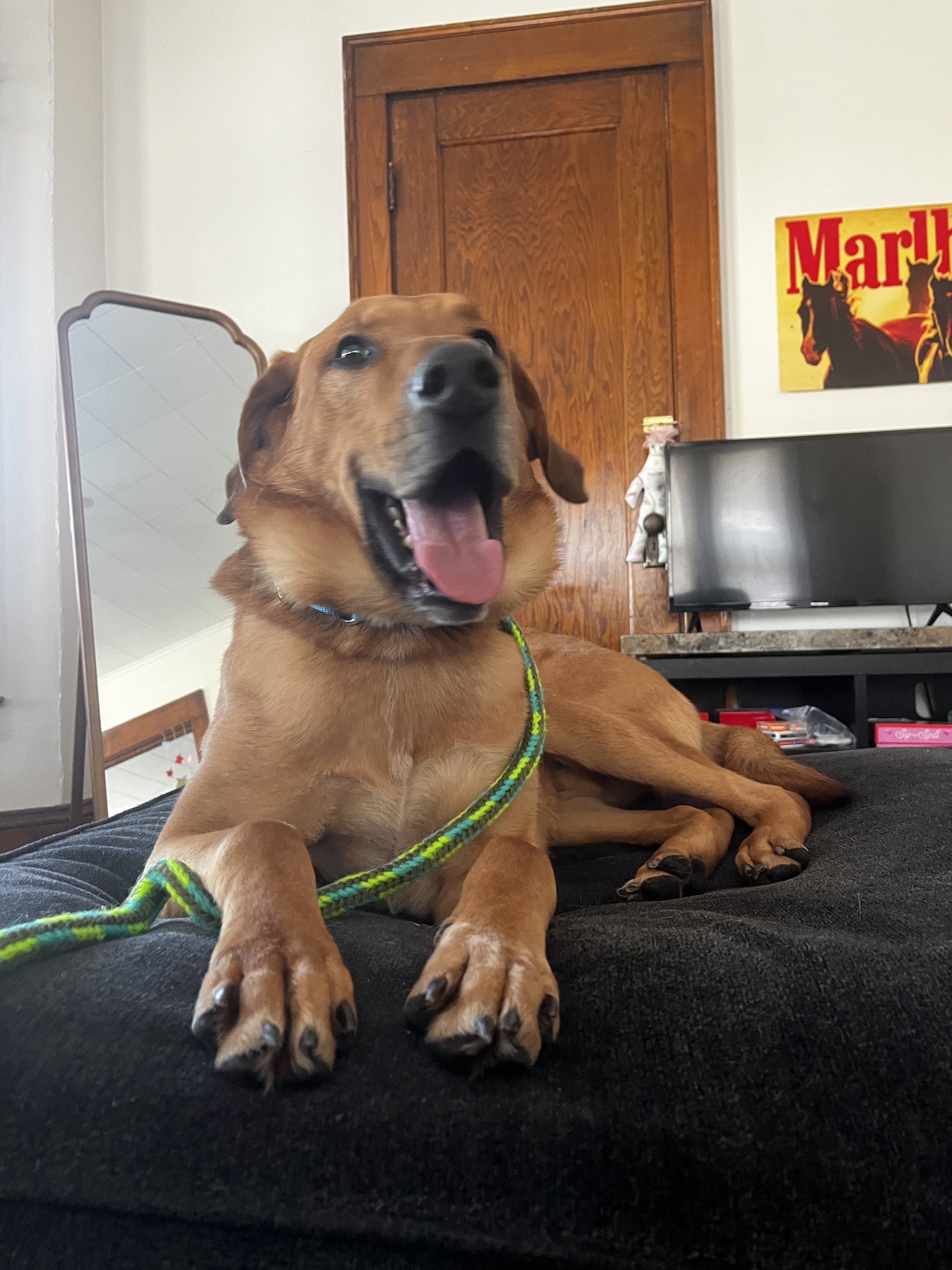 Gus
