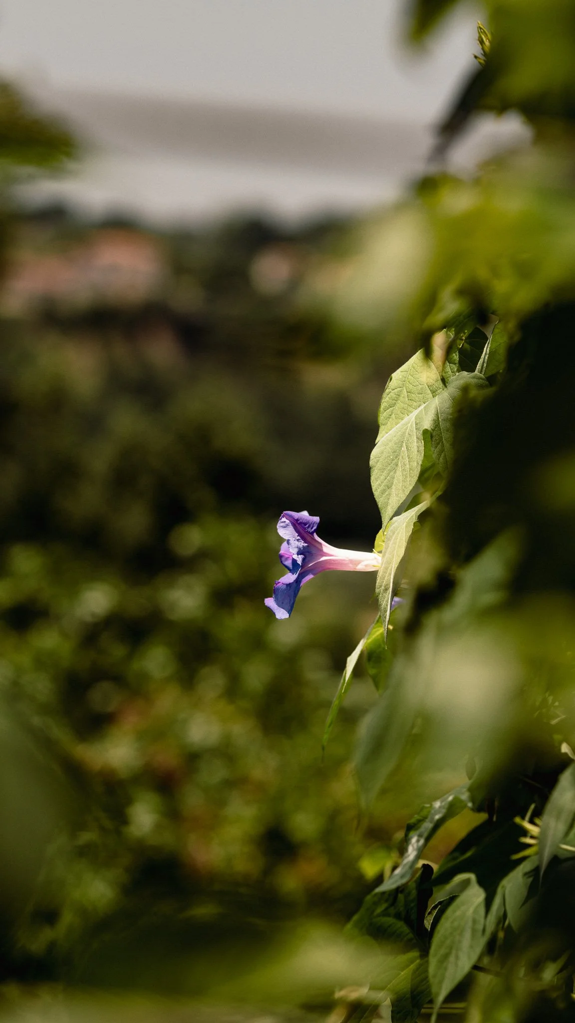 _DSC7432.jpg