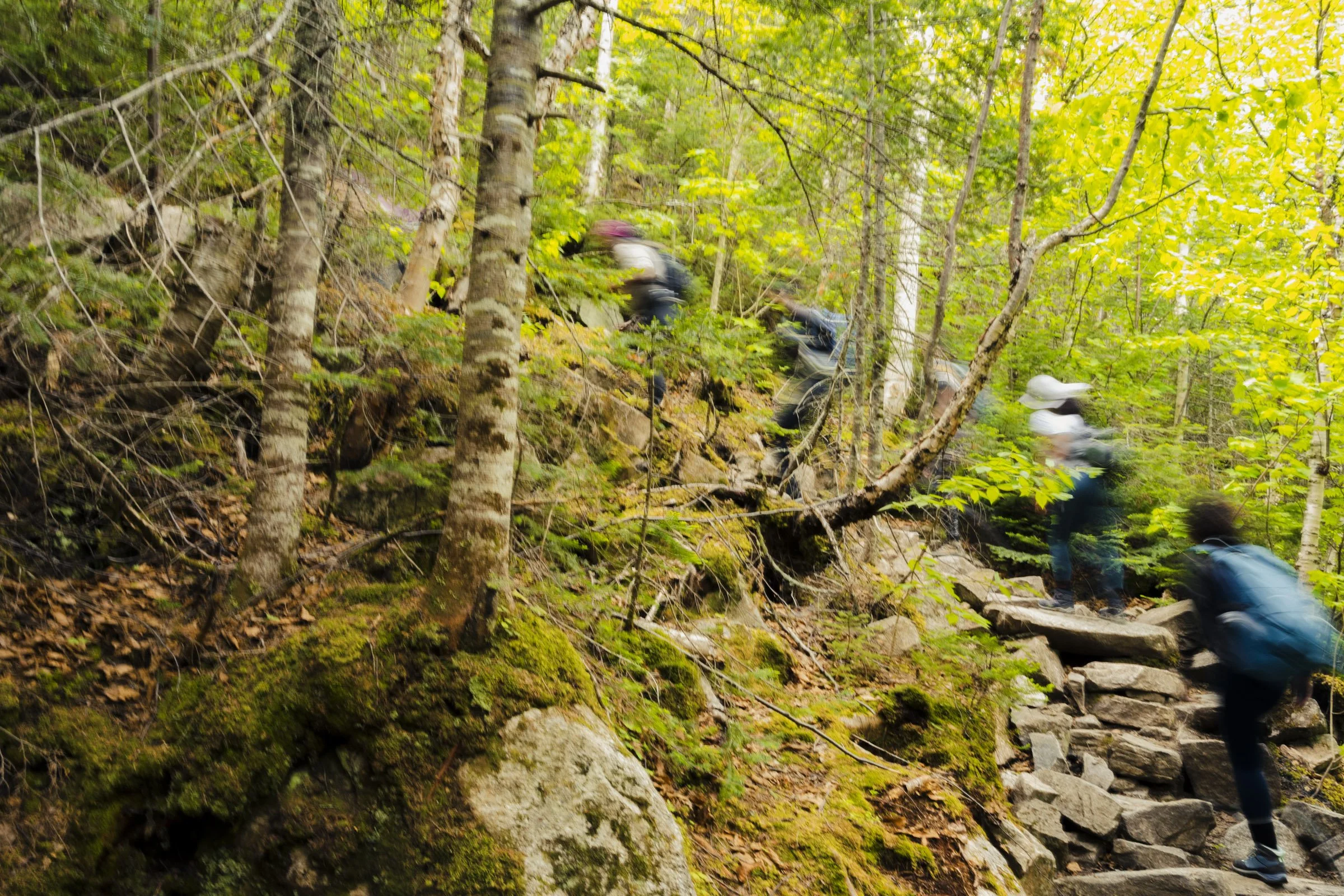 Group of people hiking on a rocky trail through a dense forest with green leaves on the trees.