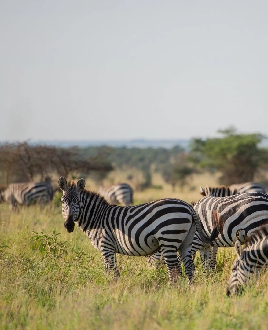 Travel advisor for Safari