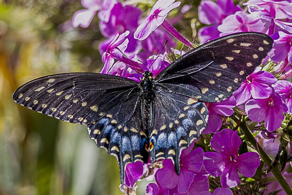A black butterfly with blue and orange markings on its wings resting on pink flowers.