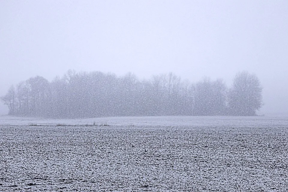Snow-covered farmland with a distant tree line and foggy sky.
