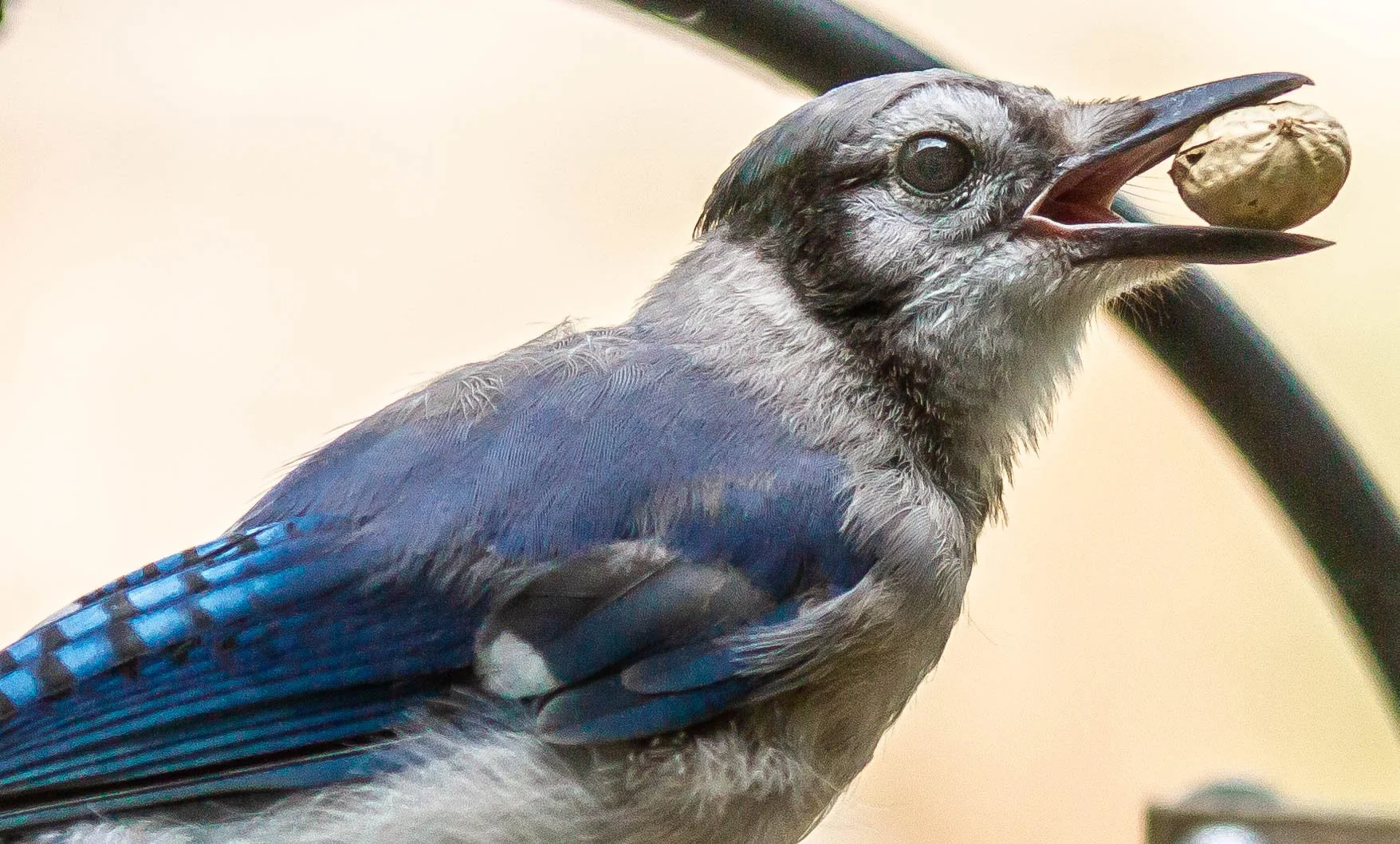 A blue and gray bird holding a nut in its beak.