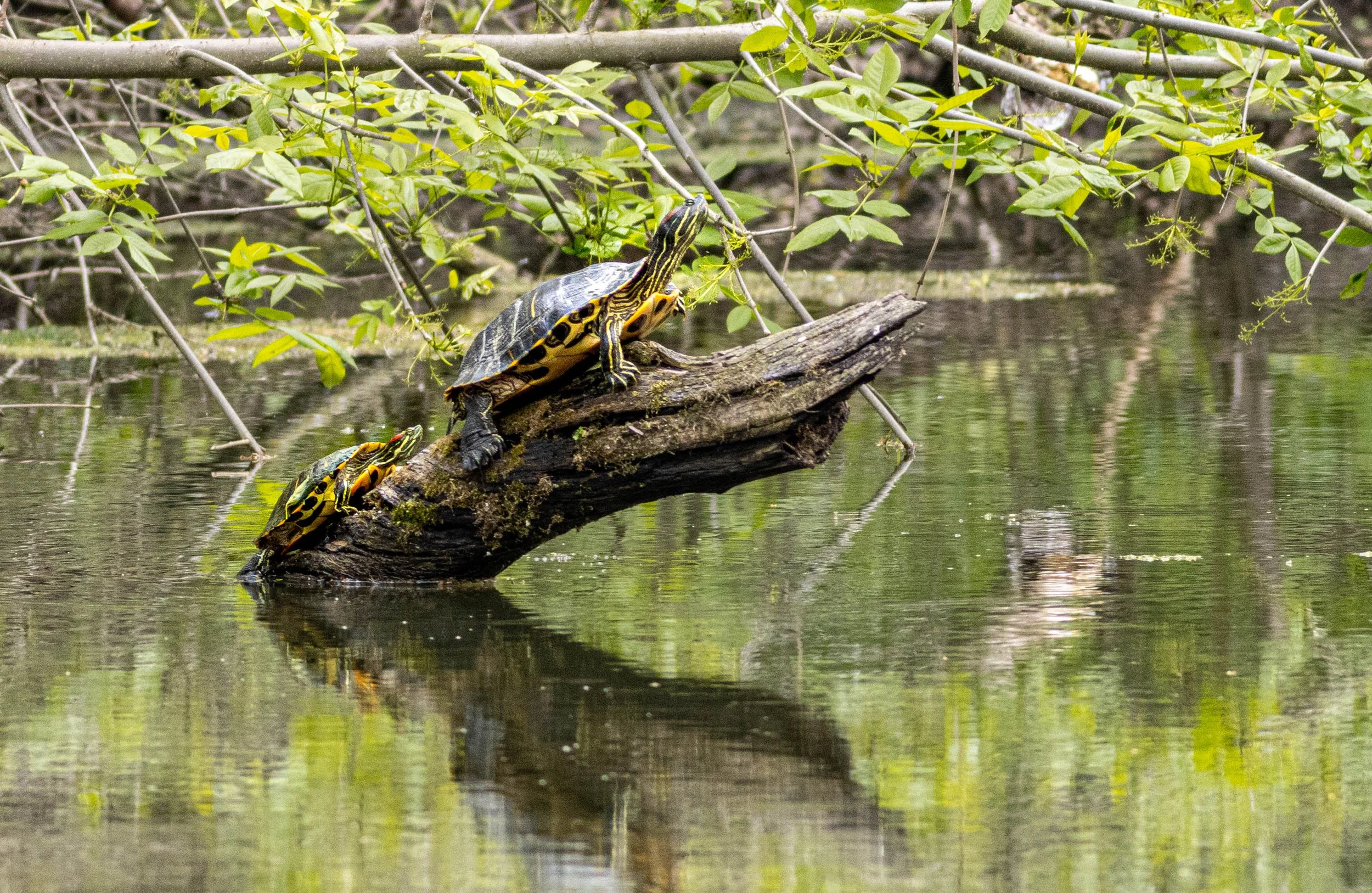 Two yellow and black turtles on a fallen tree branch in a pond, surrounded by green foliage.