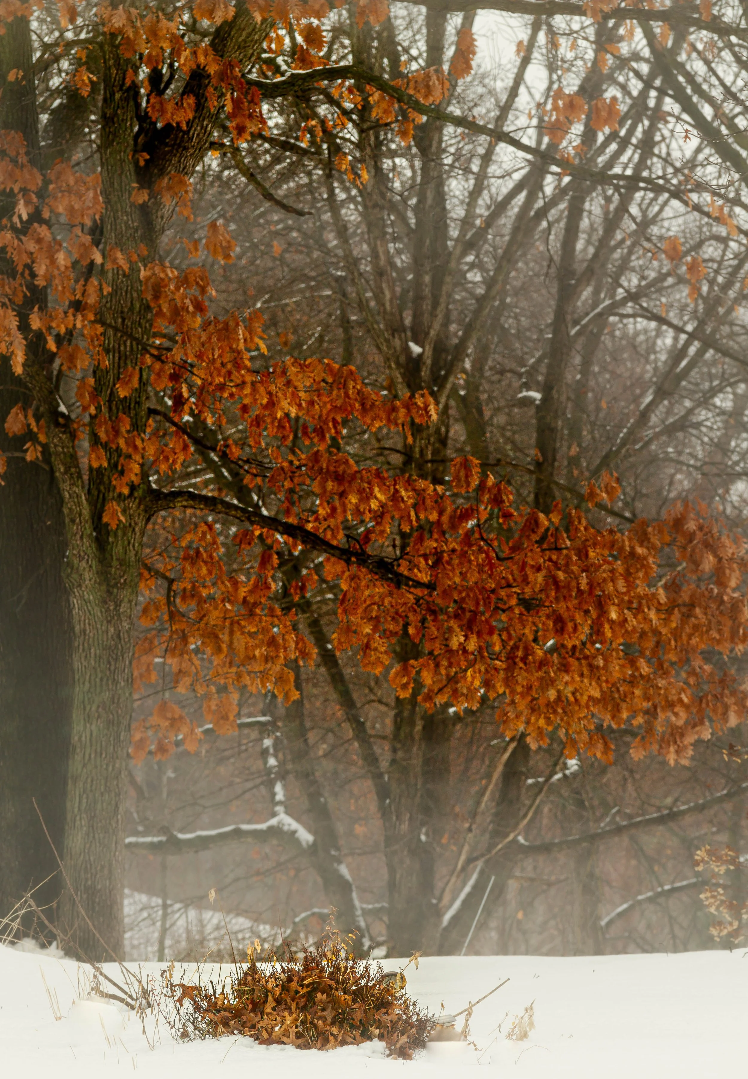 A tree with orange autumn leaves stands against a foggy background with bare branches. Snow covers the ground and a pile of fallen leaves is in the foreground.