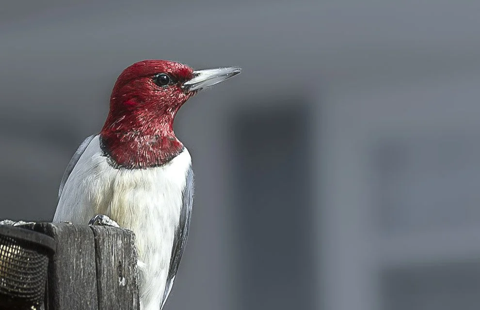 A bird with a red head and white and black body perched on a weathered wooden surface.
