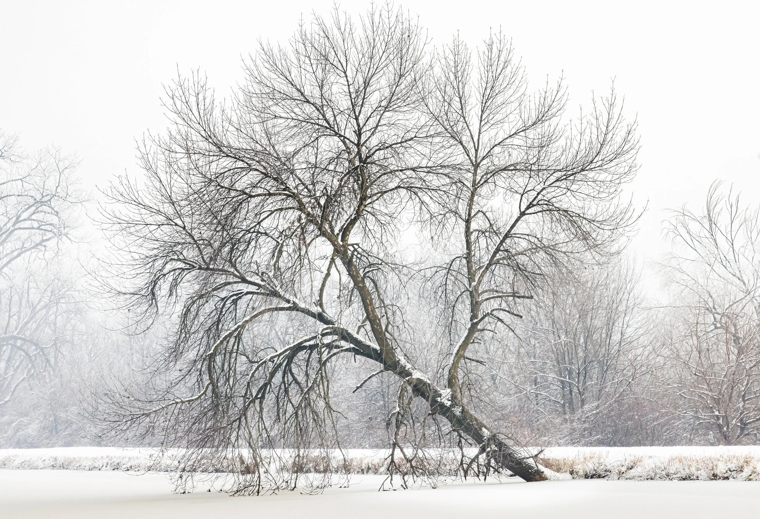 A large, leafless tree fallen across a snow-covered landscape in winter, with other trees in the background amid falling snow.