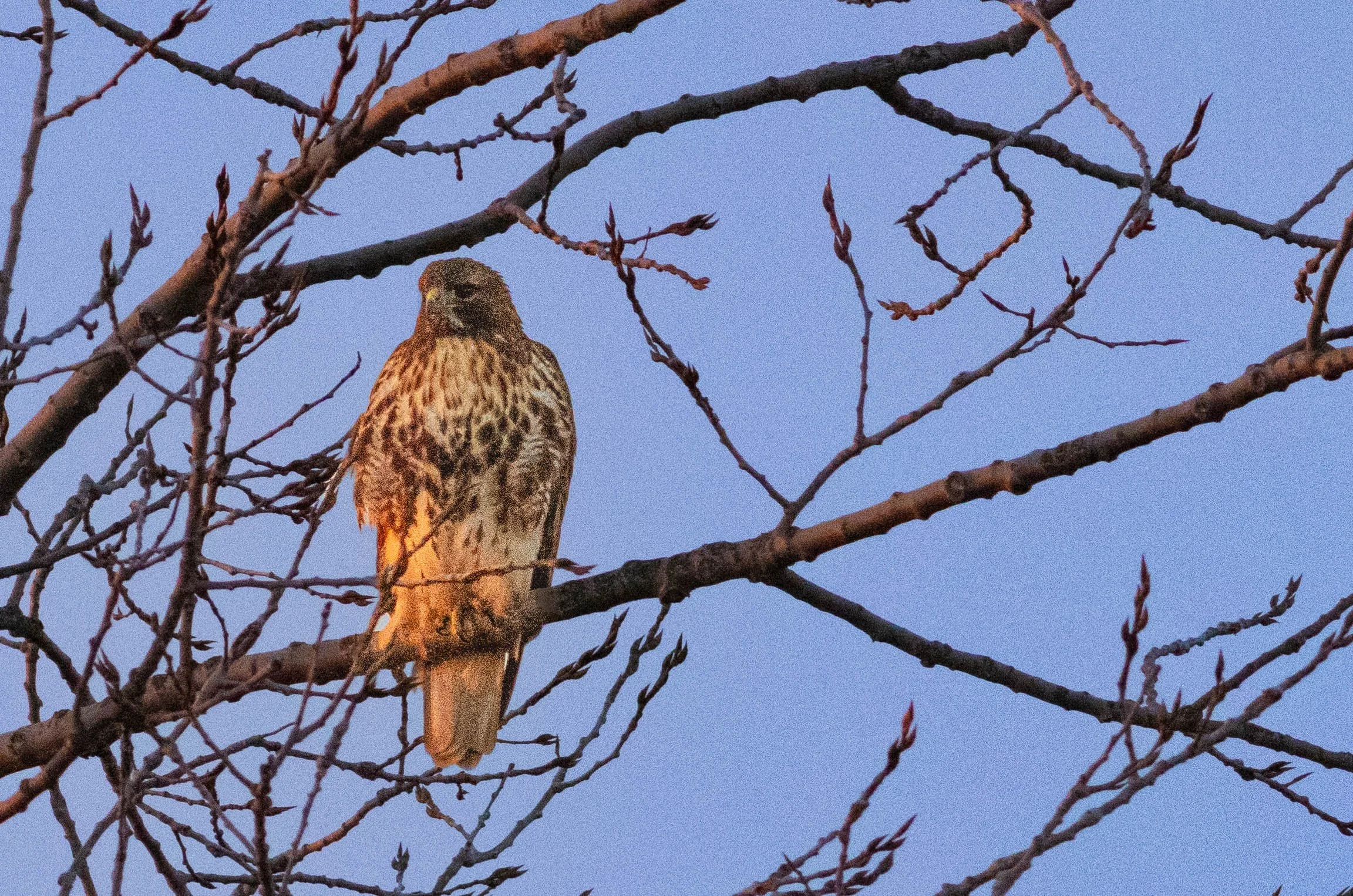 A bird of prey, possibly a hawk or falcon, perched on a leafless tree branch against a clear blue sky.