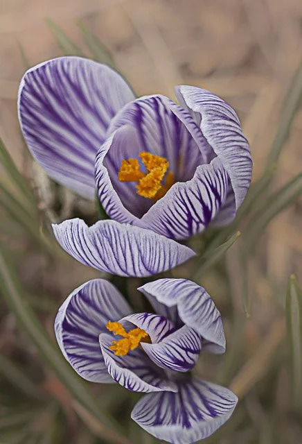 Close-up of two purple and white striped crocus flowers with orange centers amidst green grass in a natural setting.