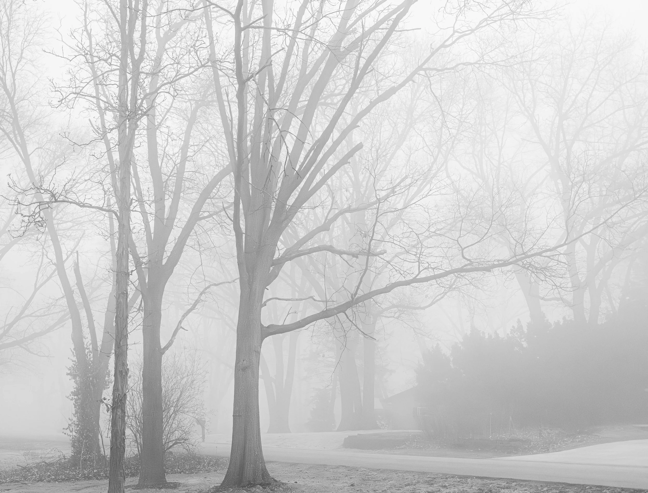 A foggy scene of leafless trees along a quiet street with a house partially visible in the background.